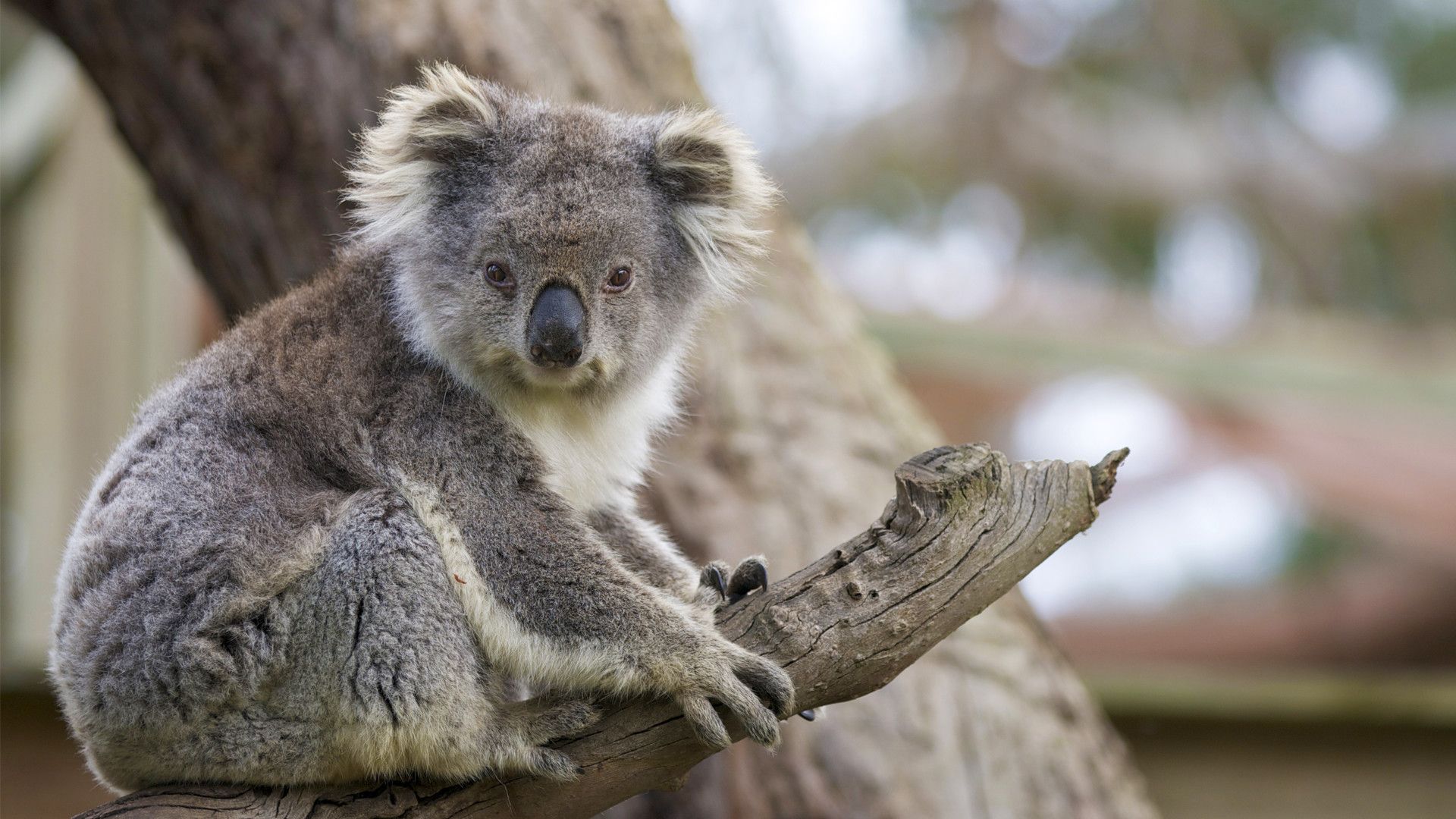 Koala Hd Wallpapers