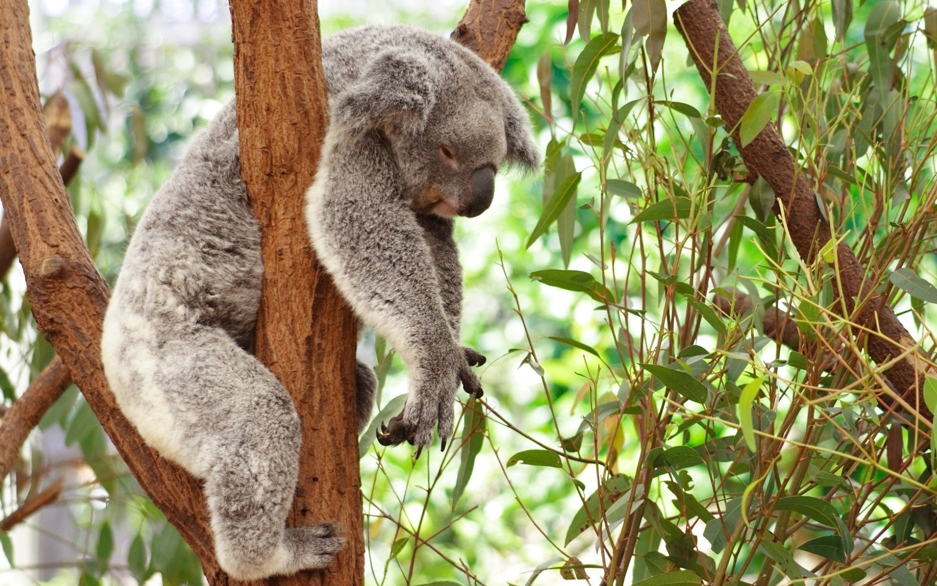 Koala Hd Wallpapers