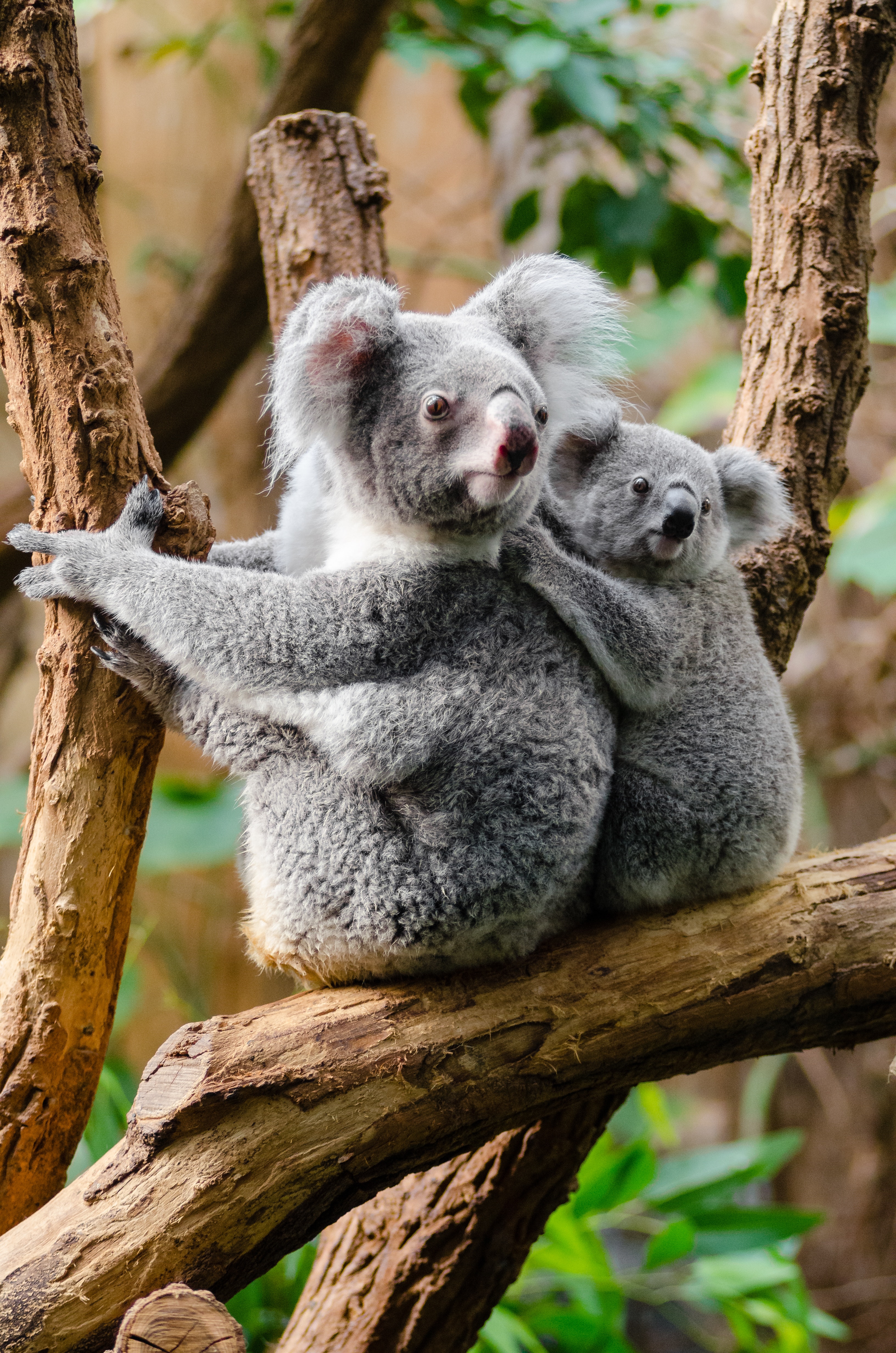 Koala Hd Wallpapers