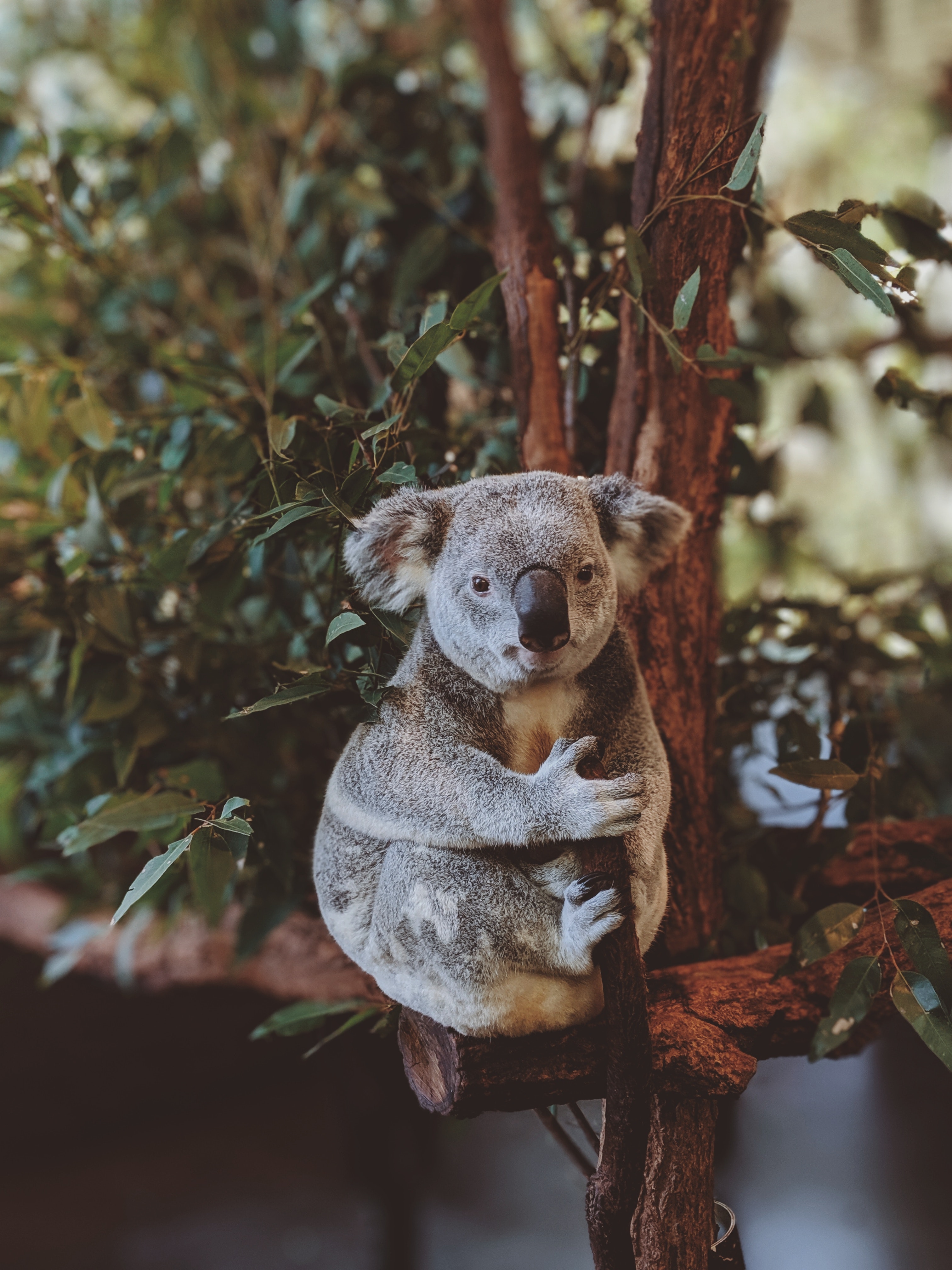 Koala Hd Wallpapers