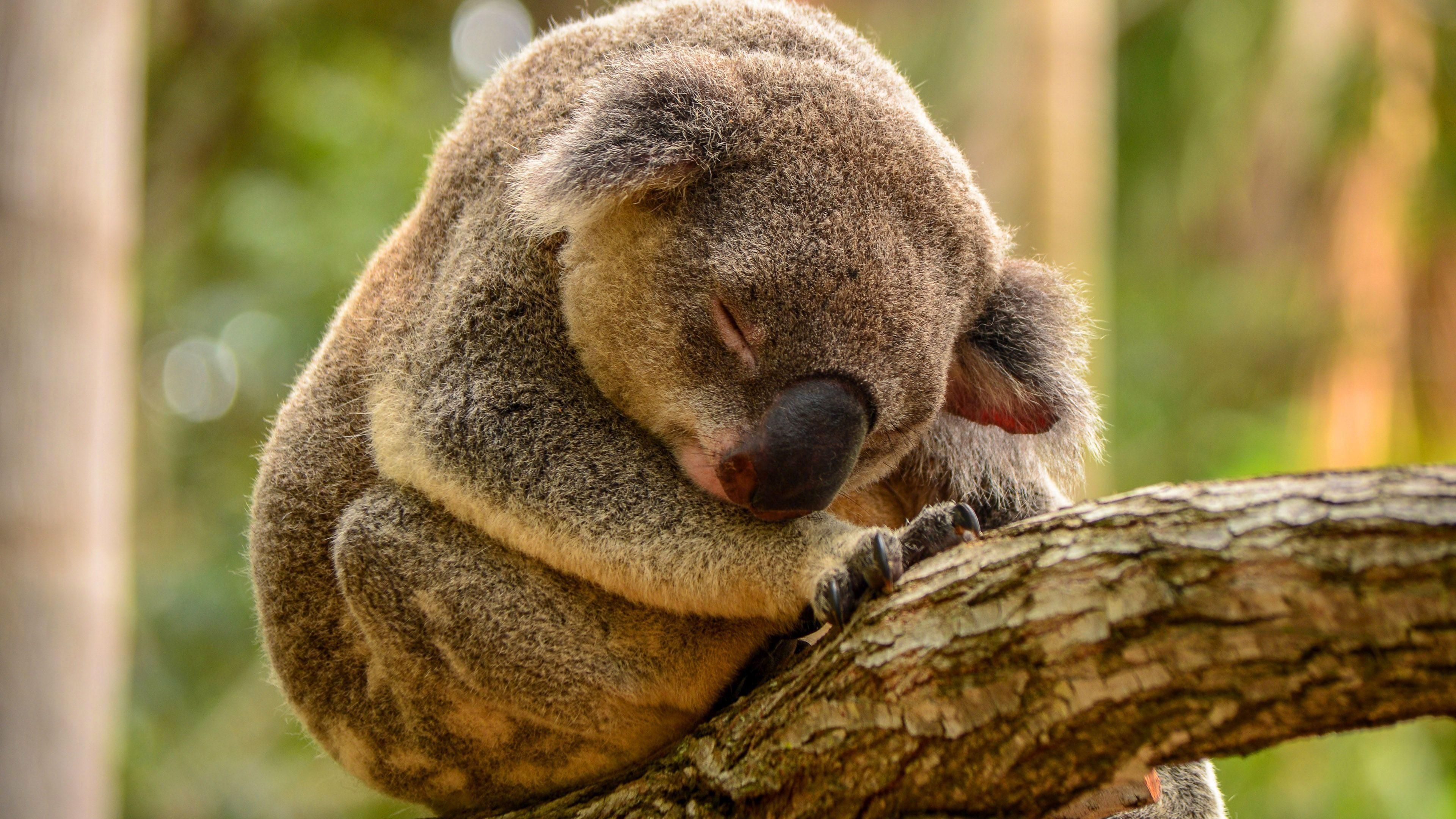 Koala Hd Wallpapers