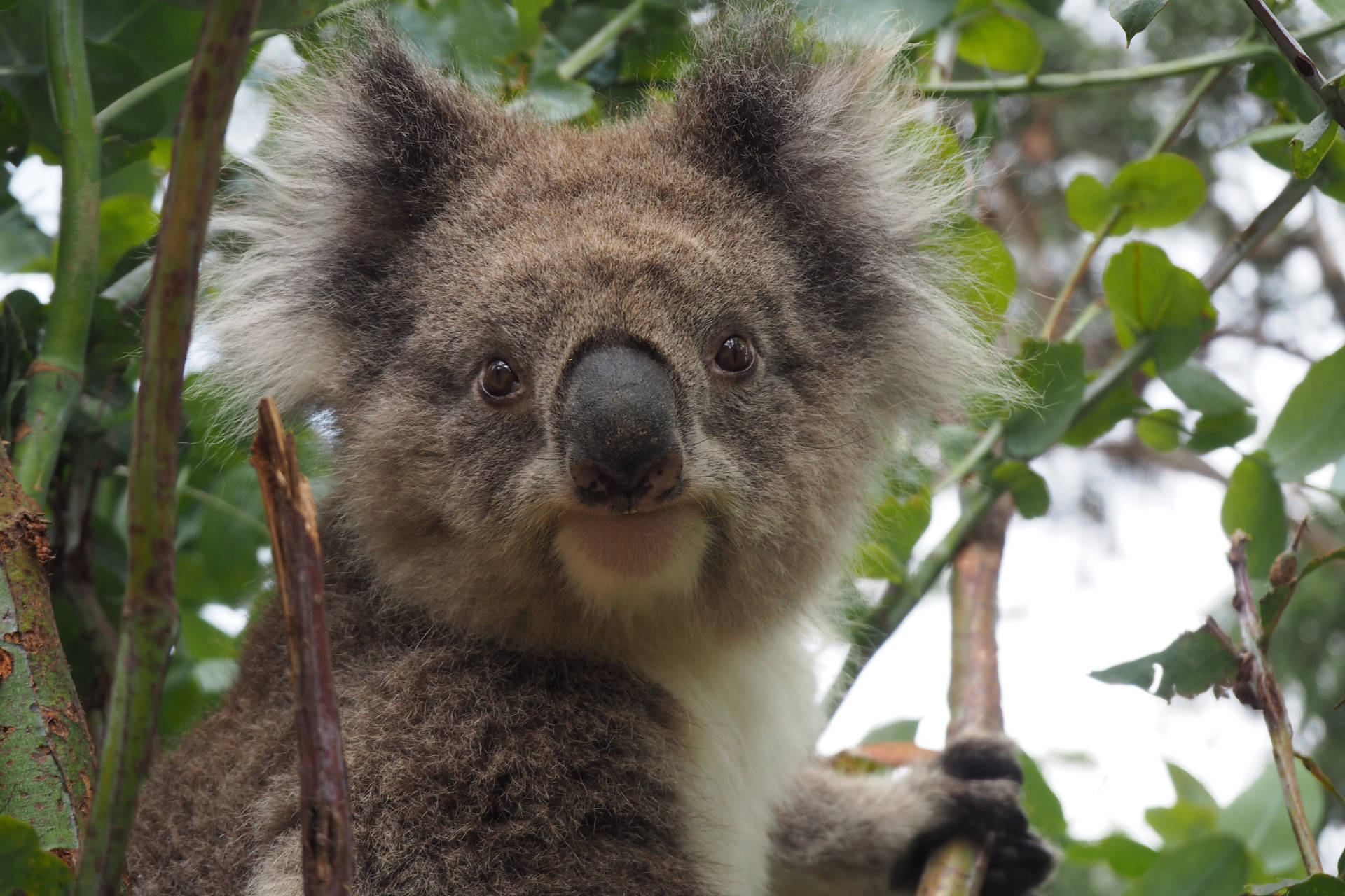 Koala Hd Wallpapers