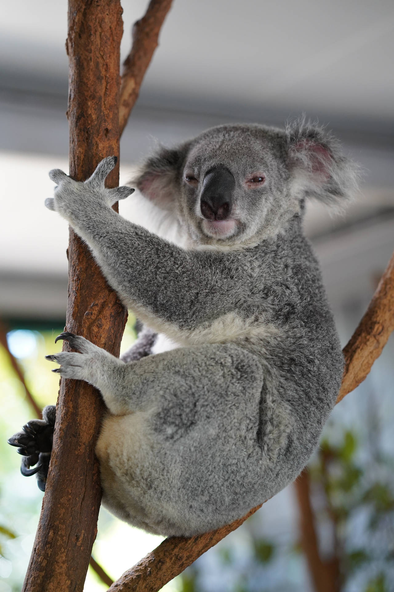 Koala Hd Wallpapers