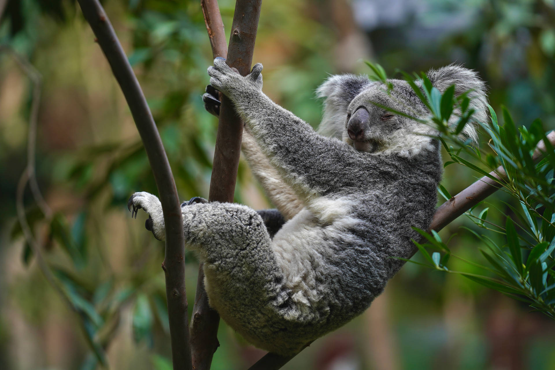 Koala Hd Wallpapers