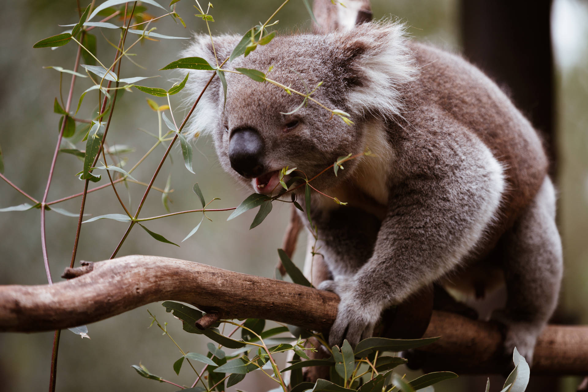 Koala Hd Wallpapers