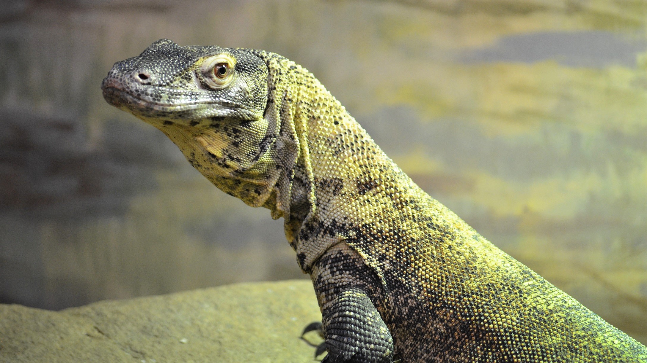 Komodo Dragon Wallpapers