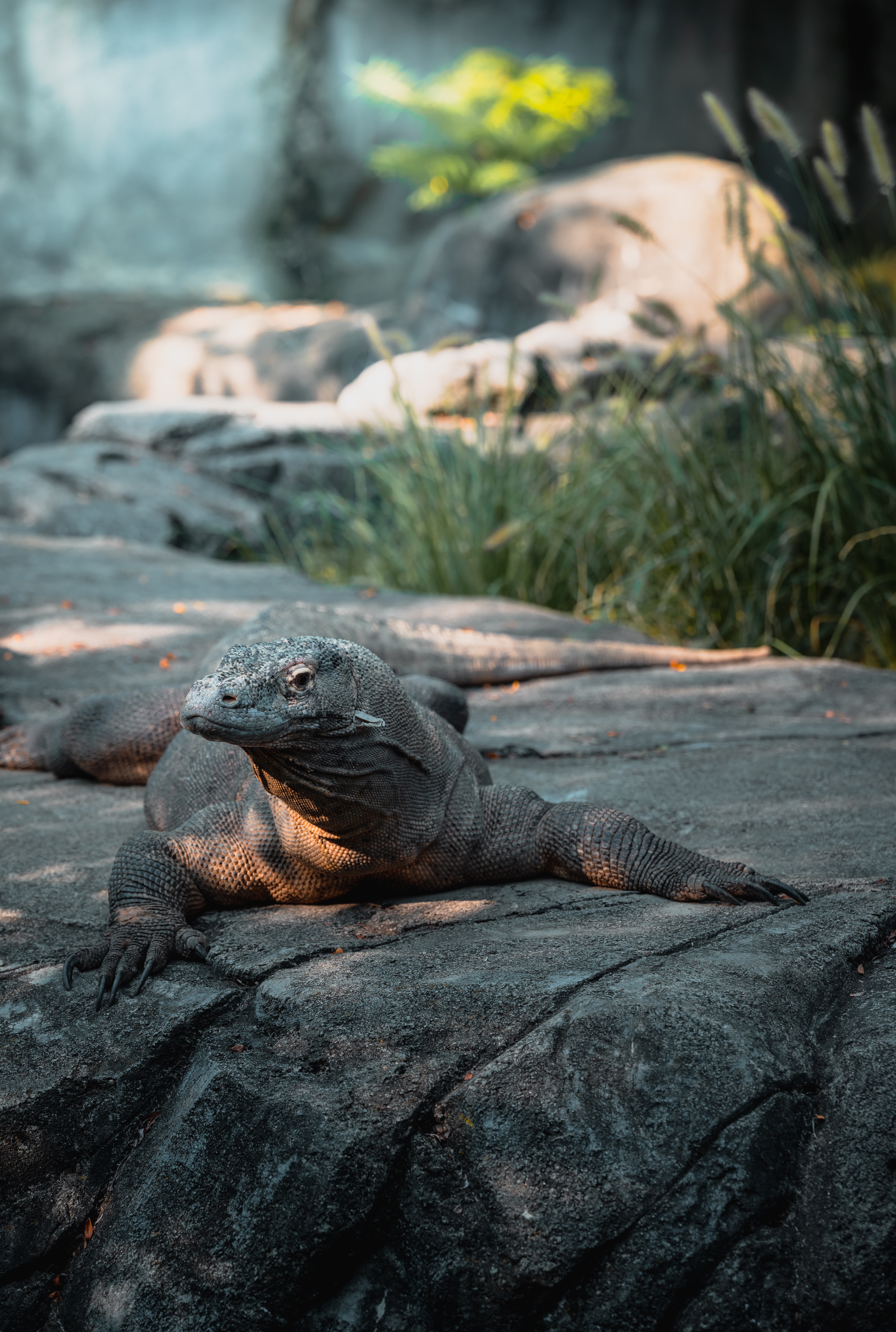 Komodo Dragon Wallpapers