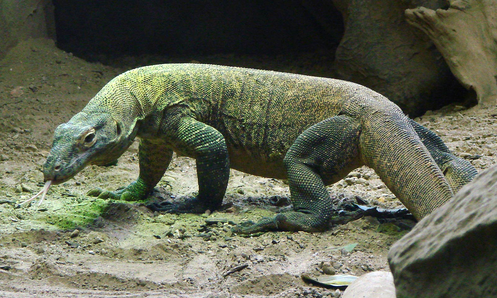 Komodo Dragon Wallpapers