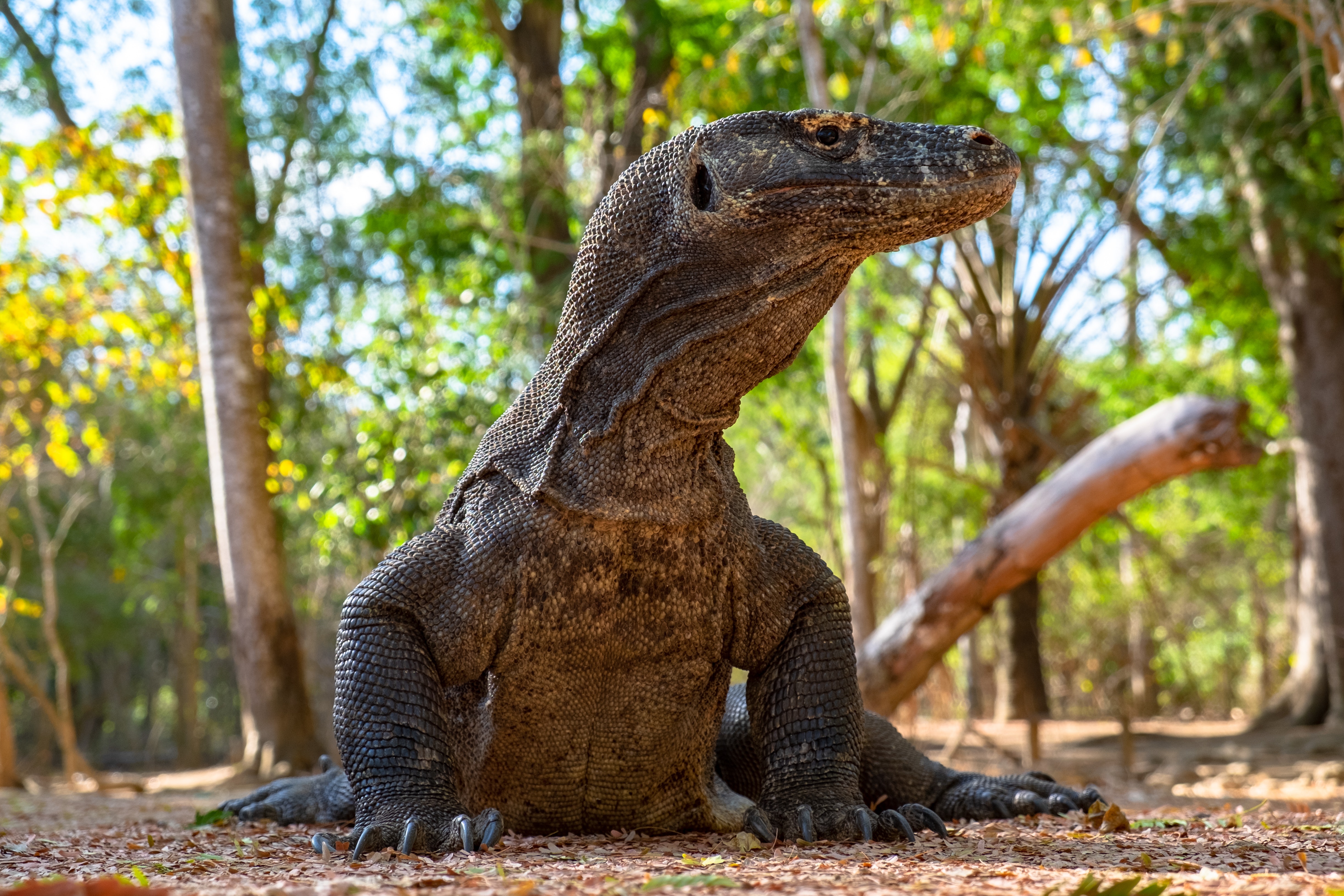 Komodo Dragon Wallpapers