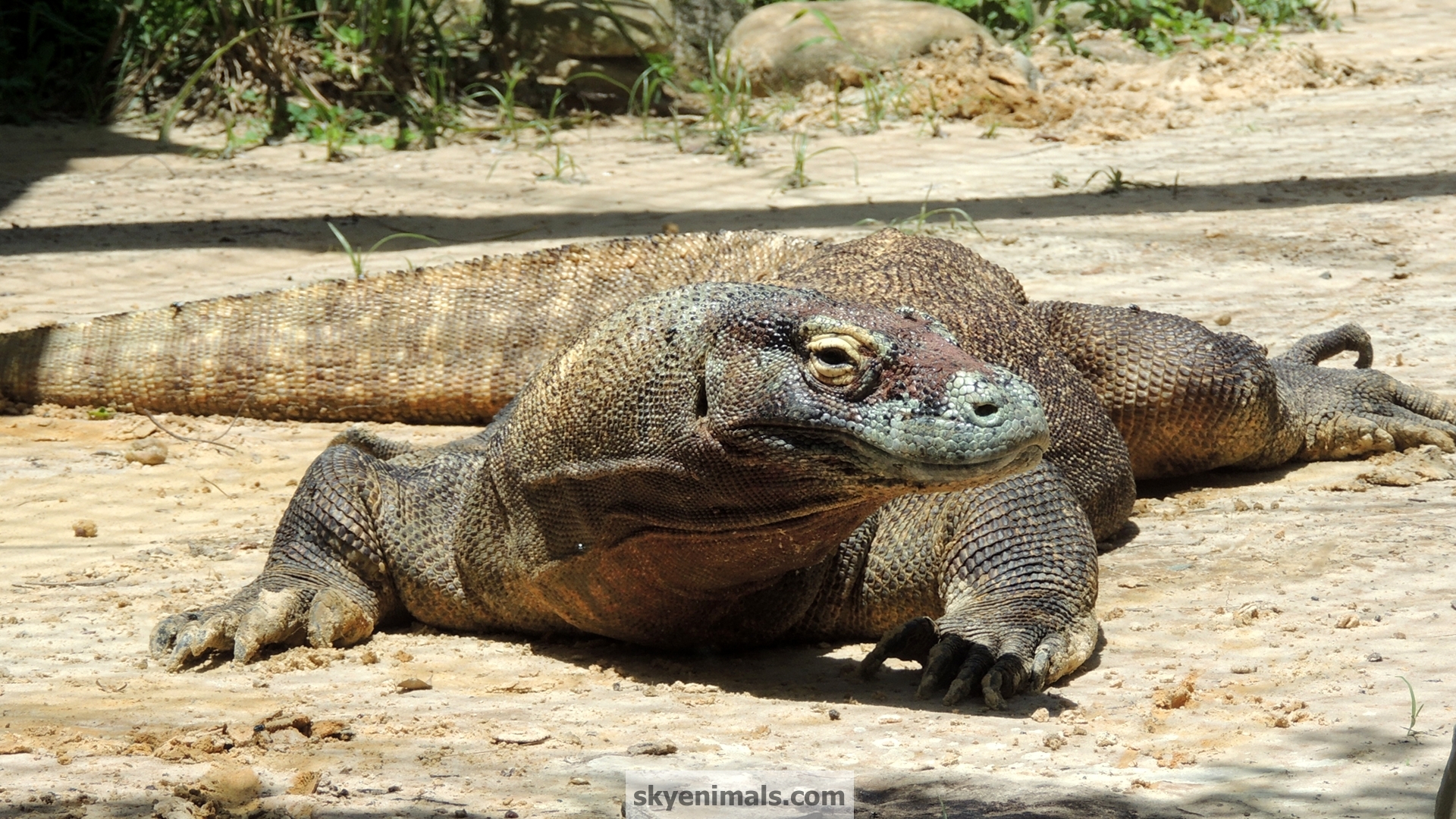 Komodo Dragon Wallpapers