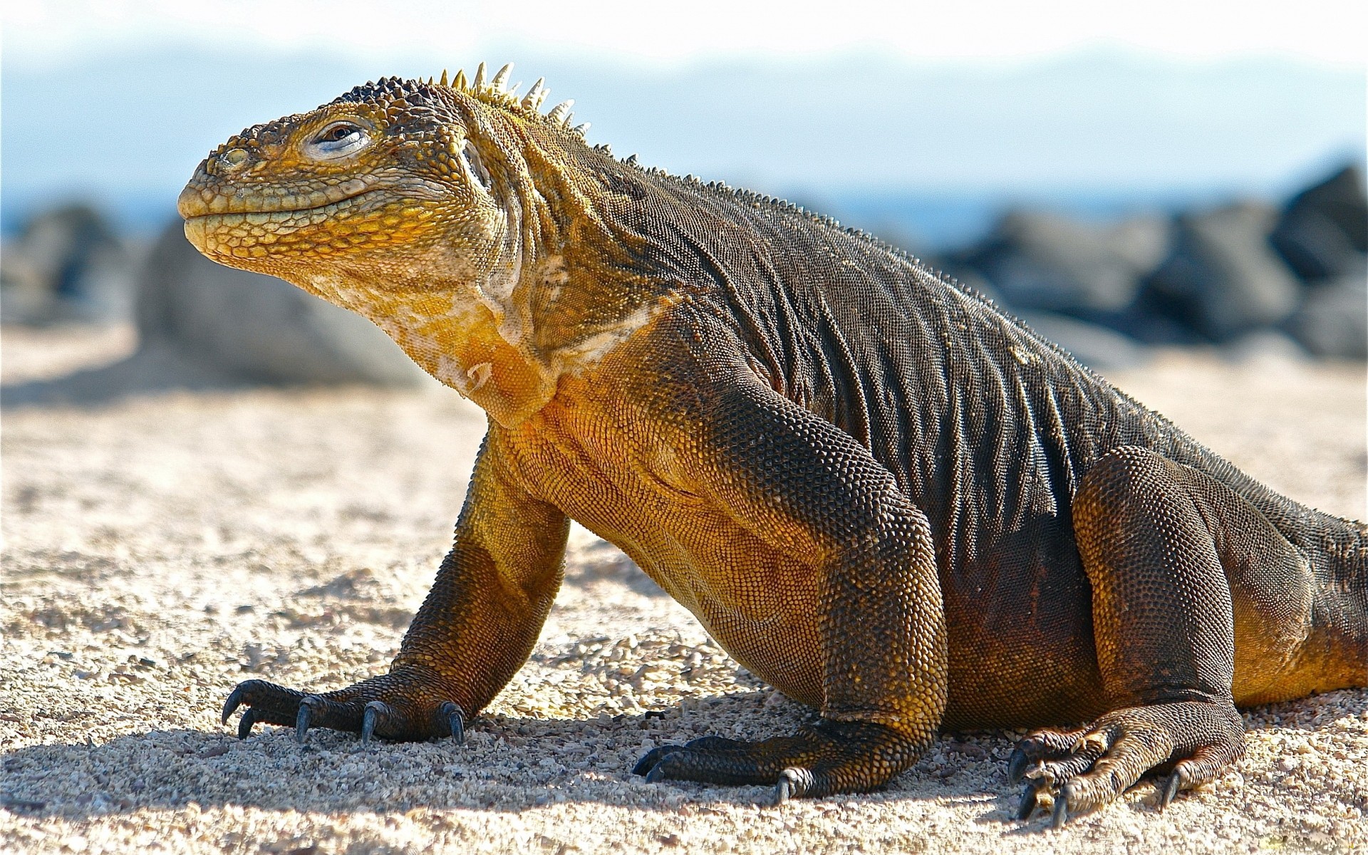 Komodo Dragon Wallpapers