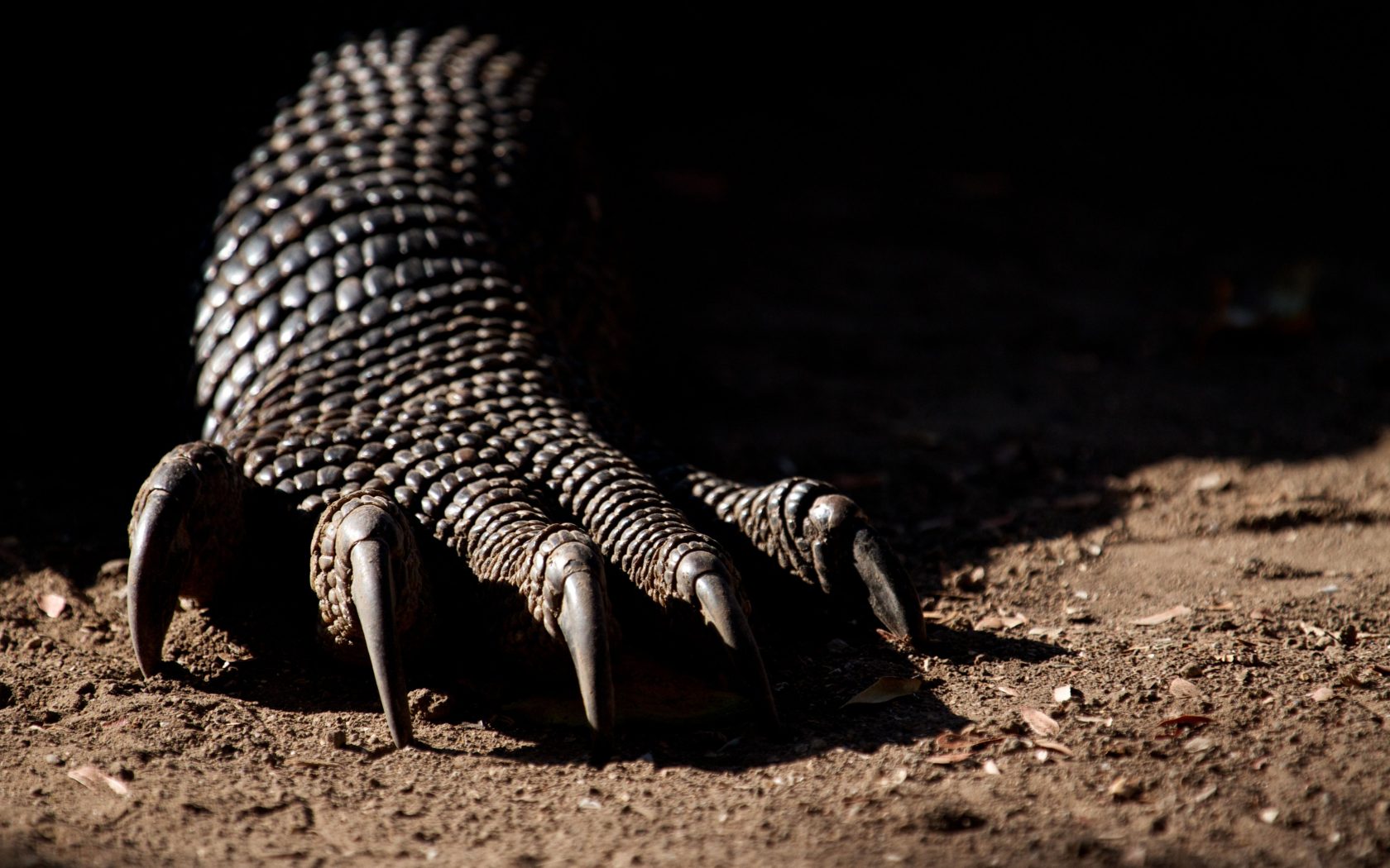 Komodo Dragon Wallpapers