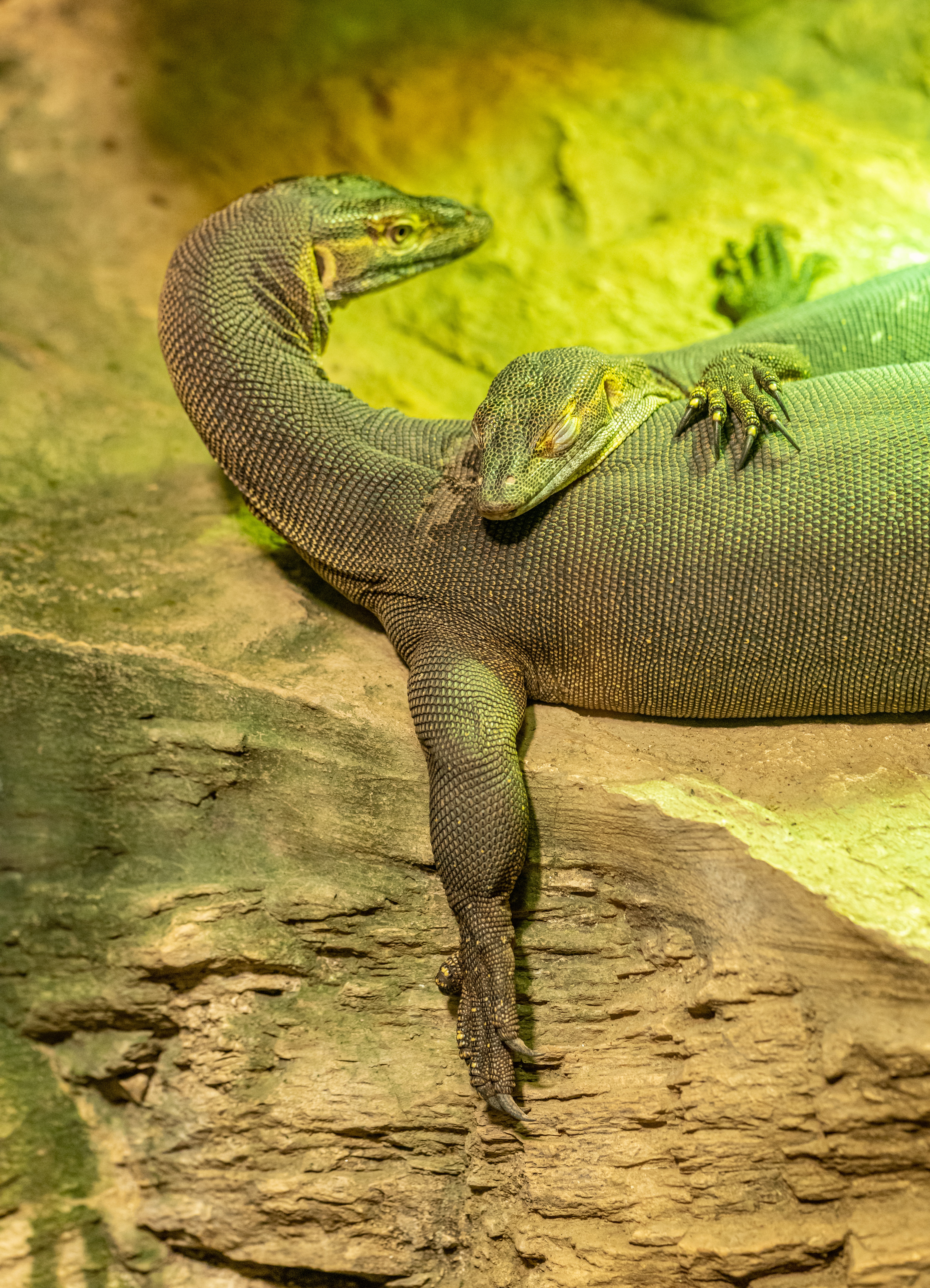 Komodo Dragon Wallpapers