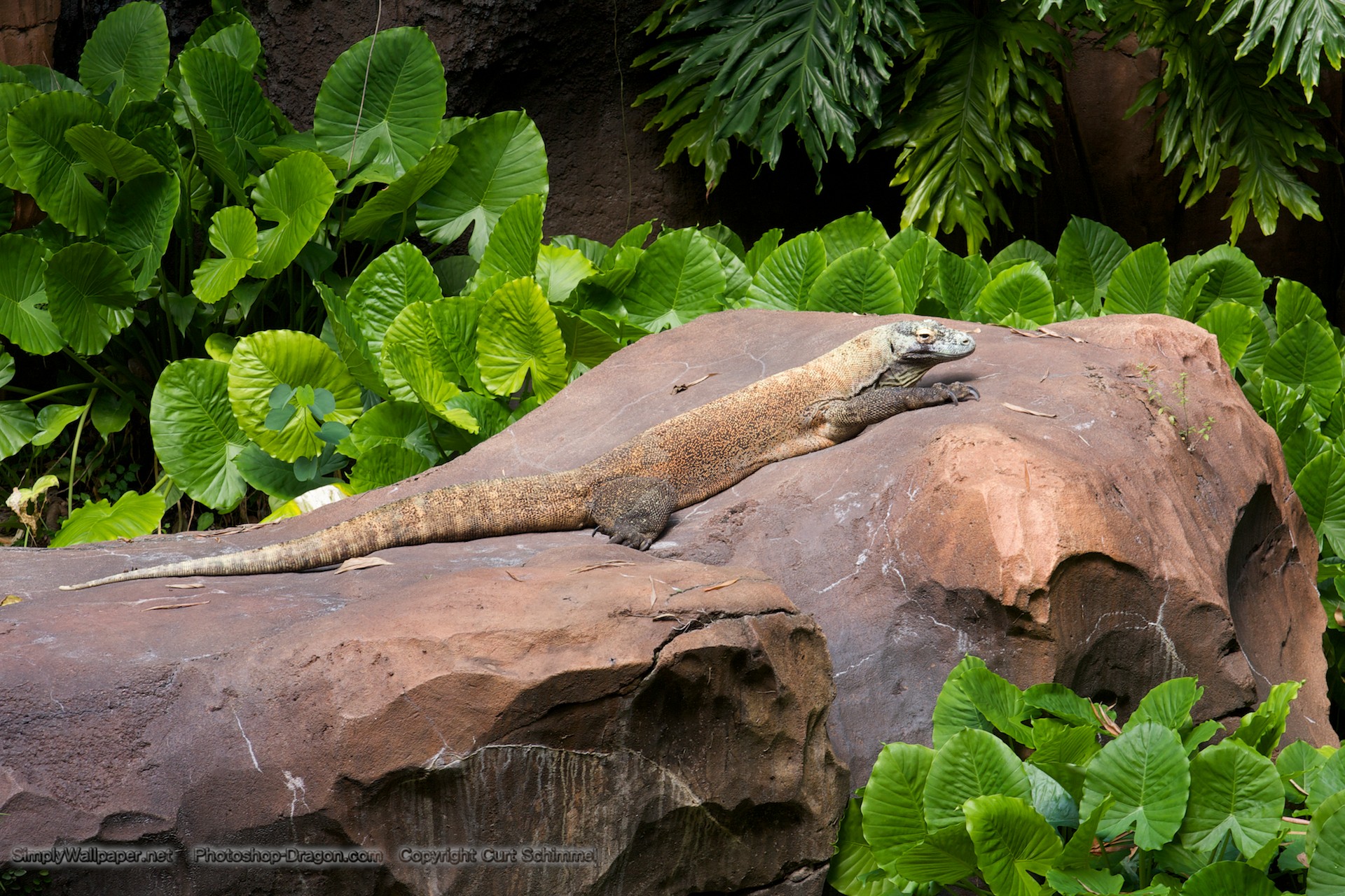 Komodo Dragon Wallpapers