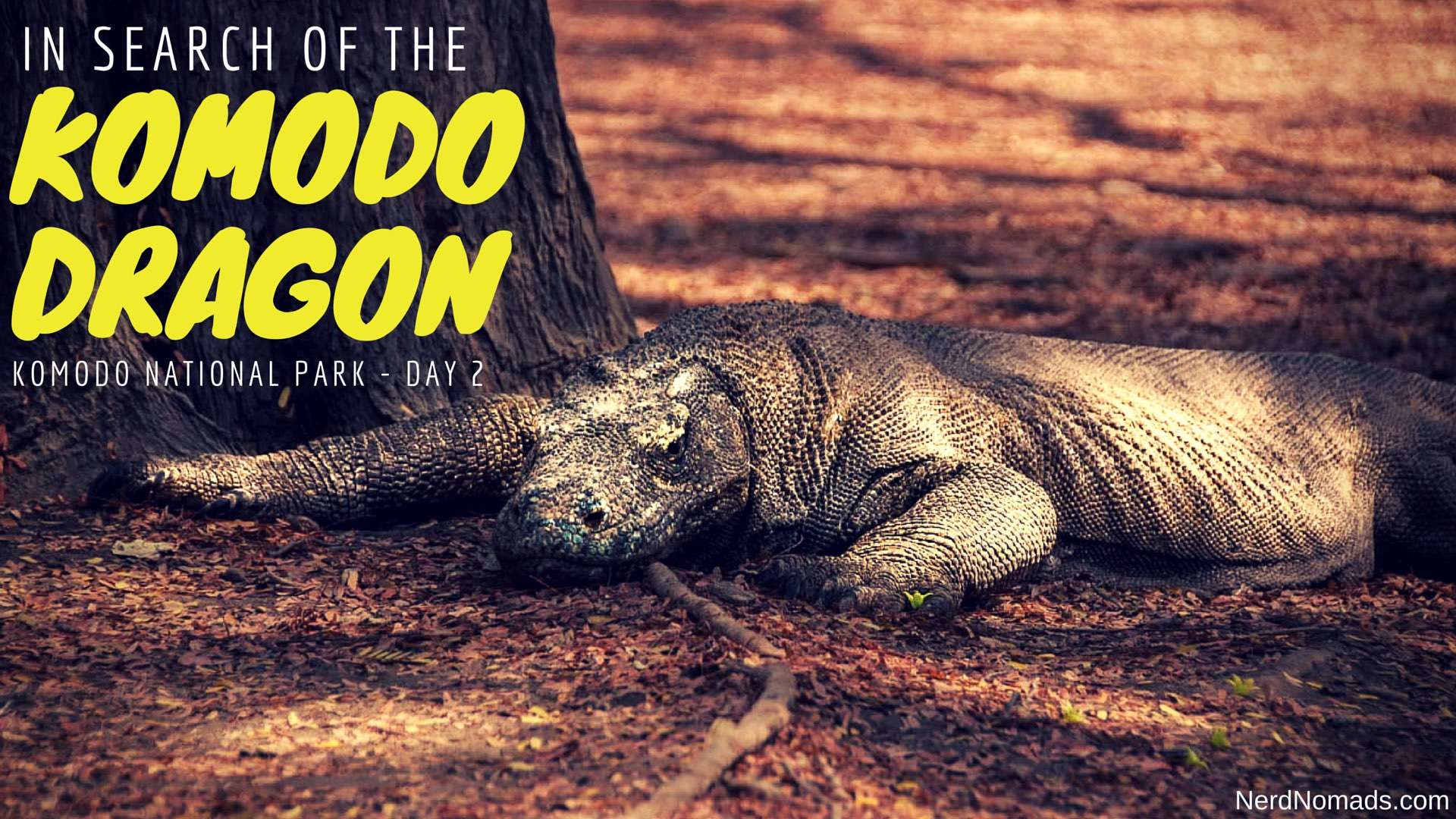 Komodo Dragon Wallpapers