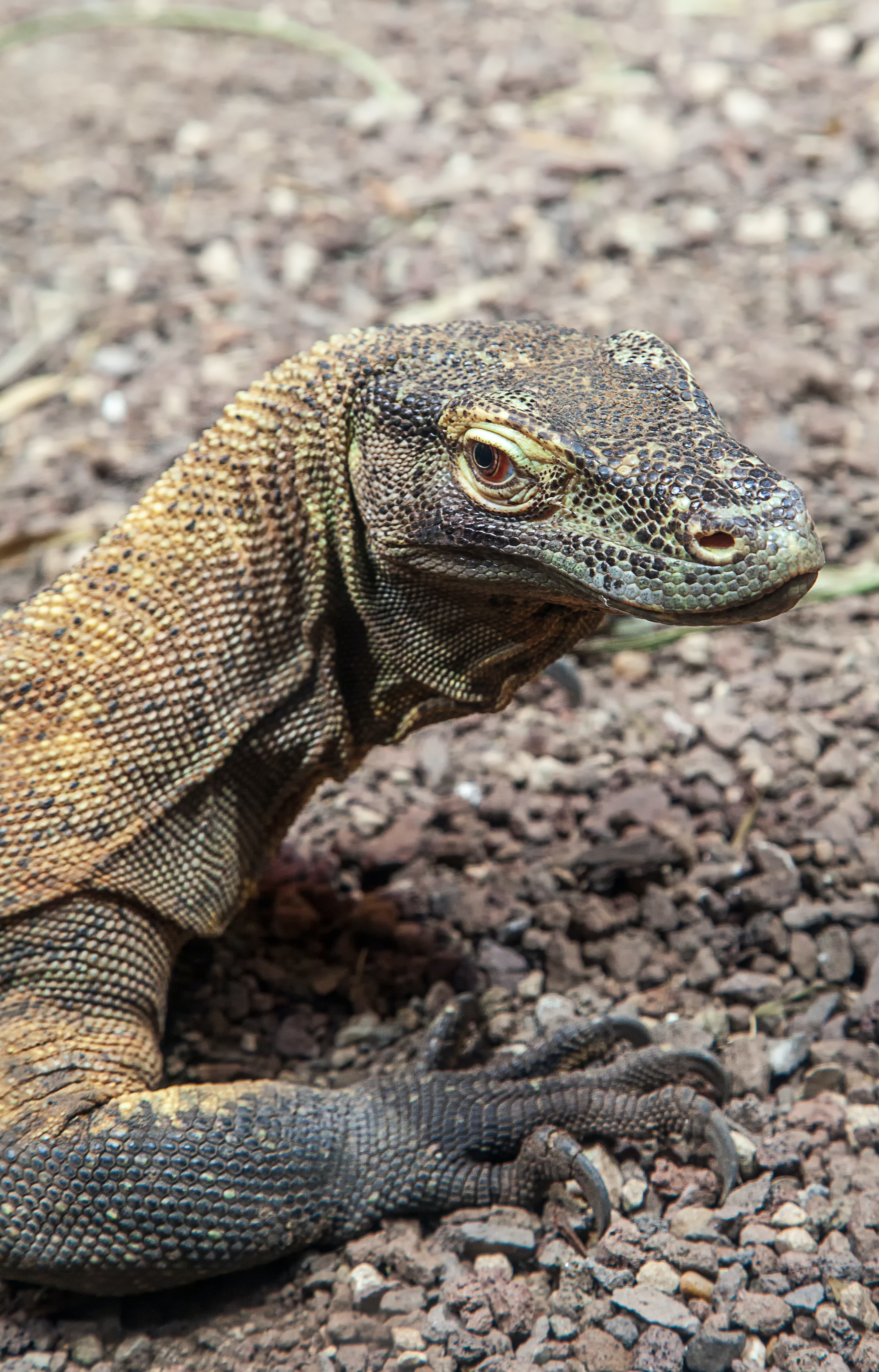 Komodo Dragon Wallpapers