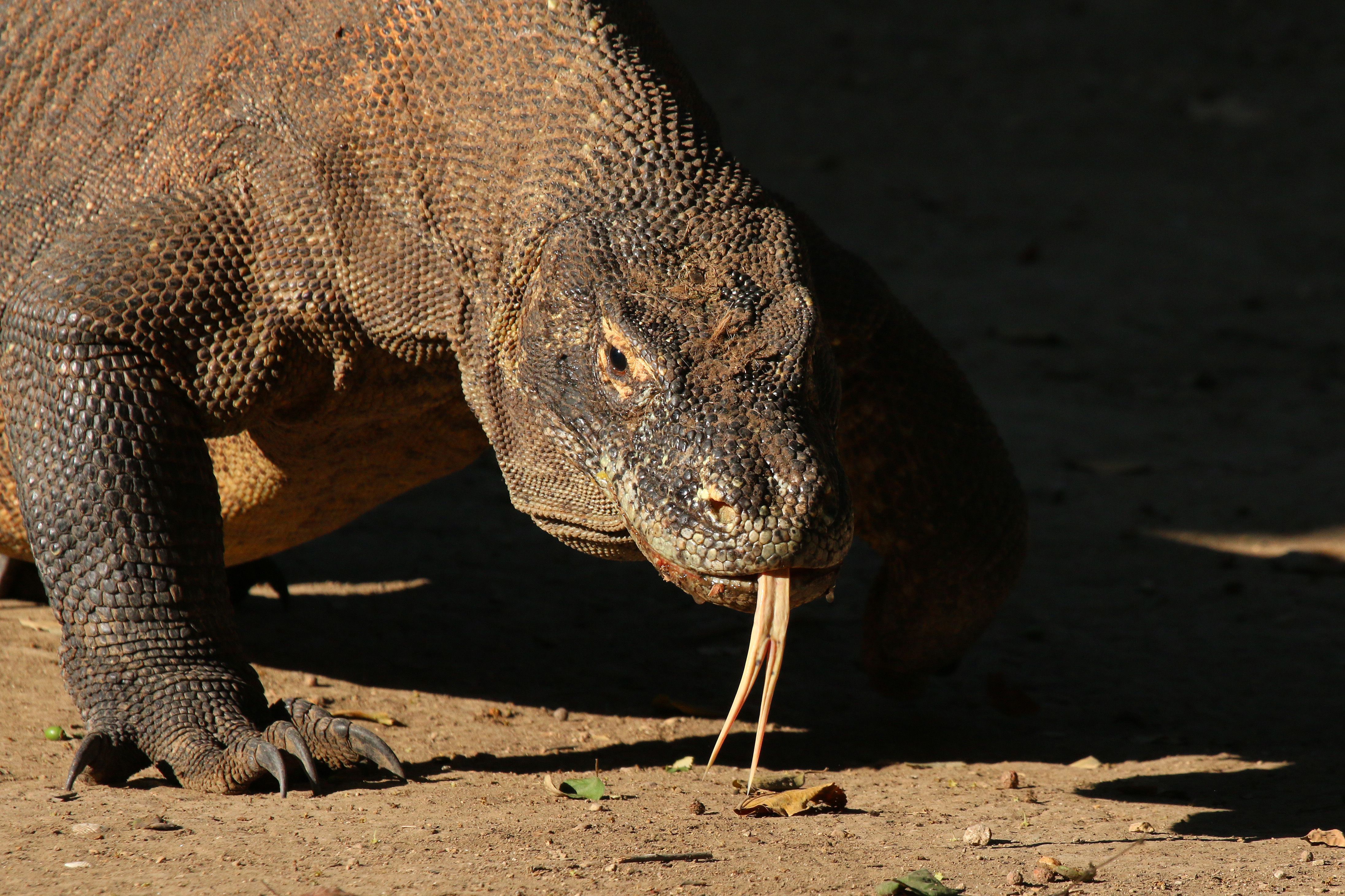 Komodo Dragon Wallpapers