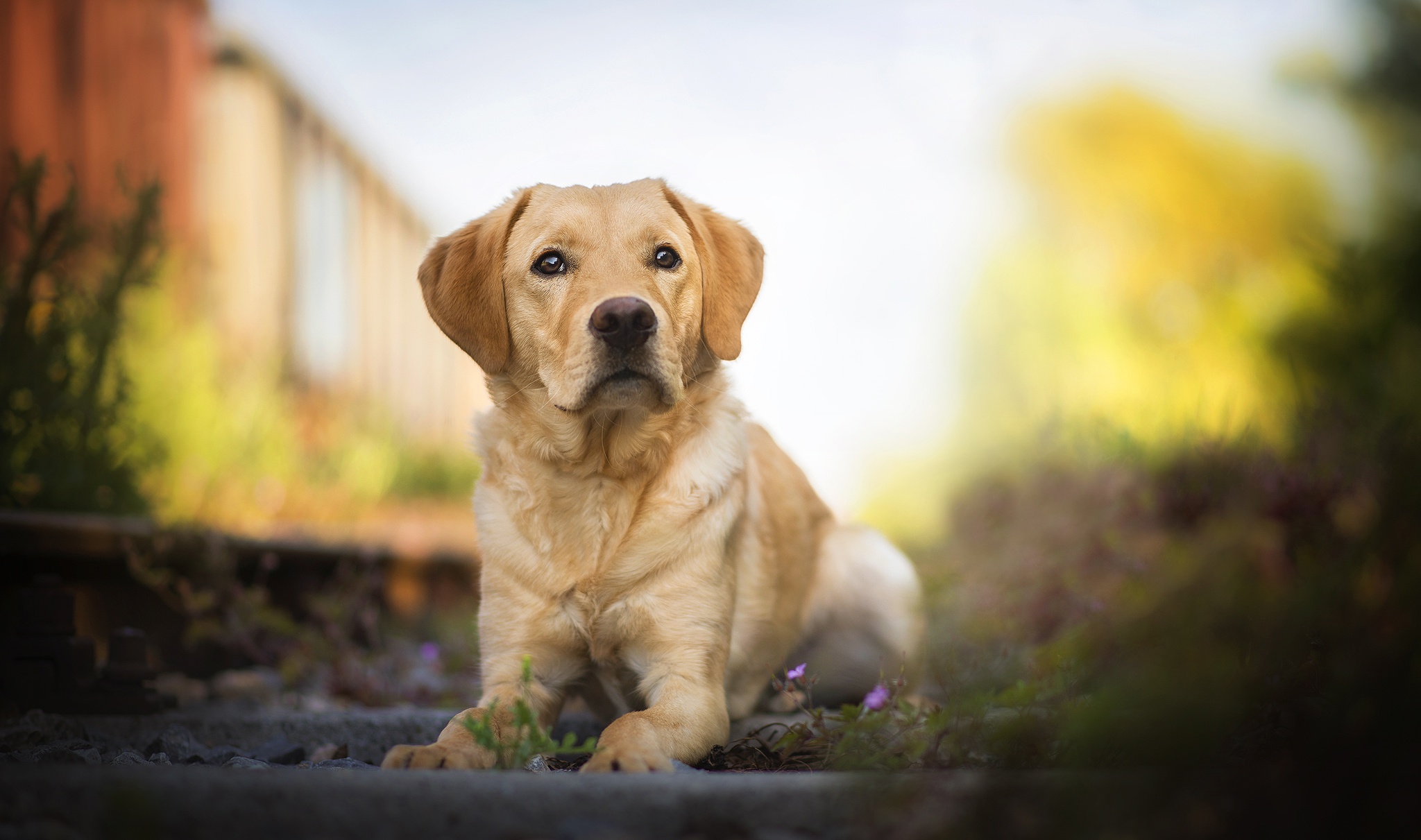 Labrador Wallpapers