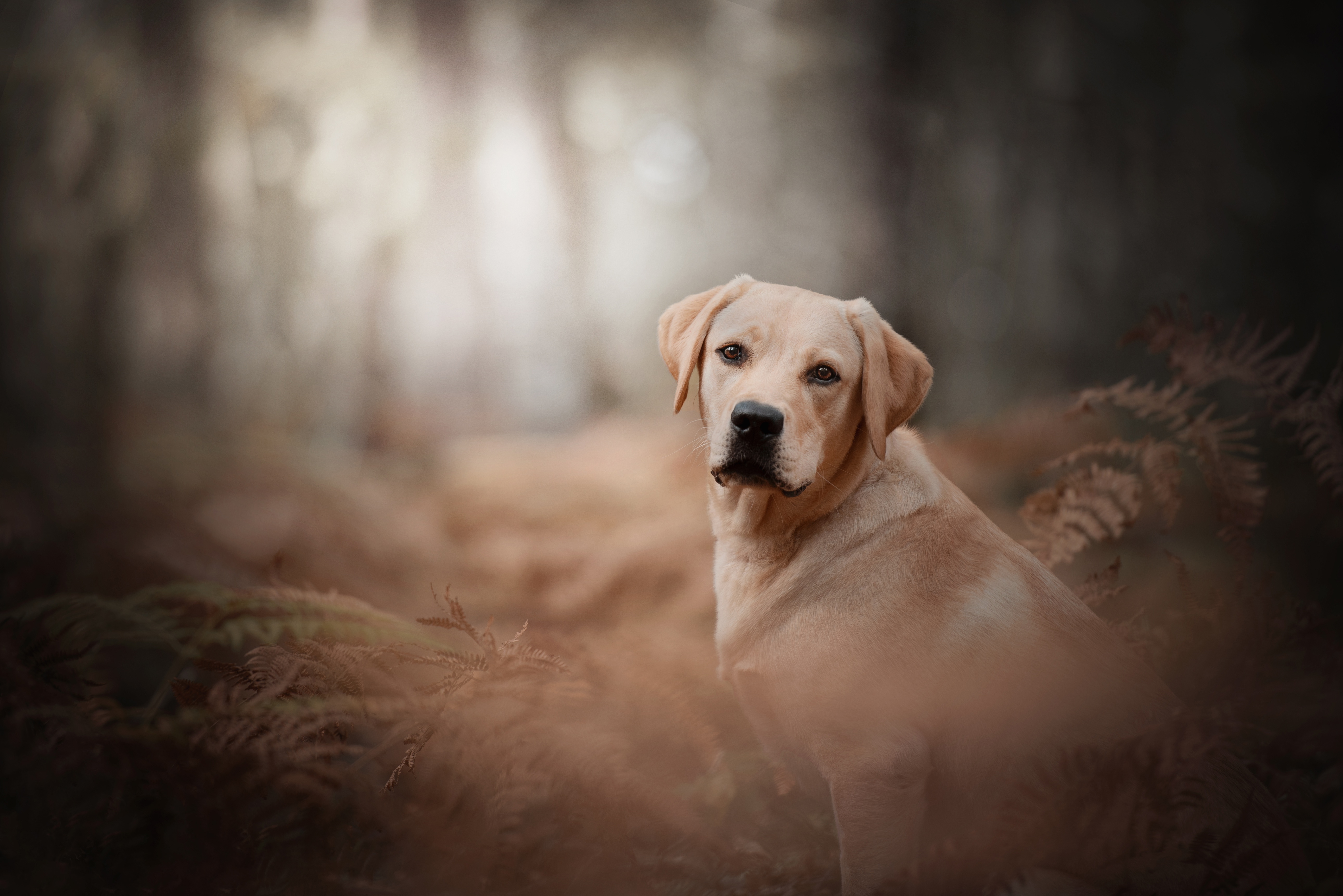 Labrador Wallpapers