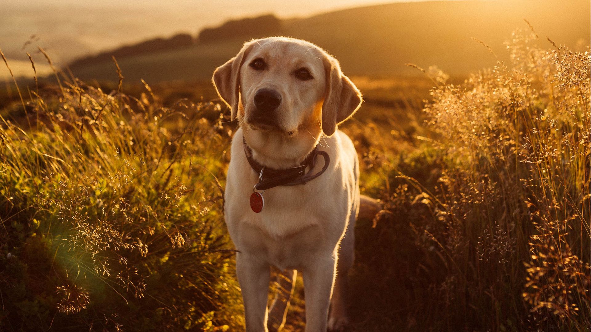 Labrador Wallpapers