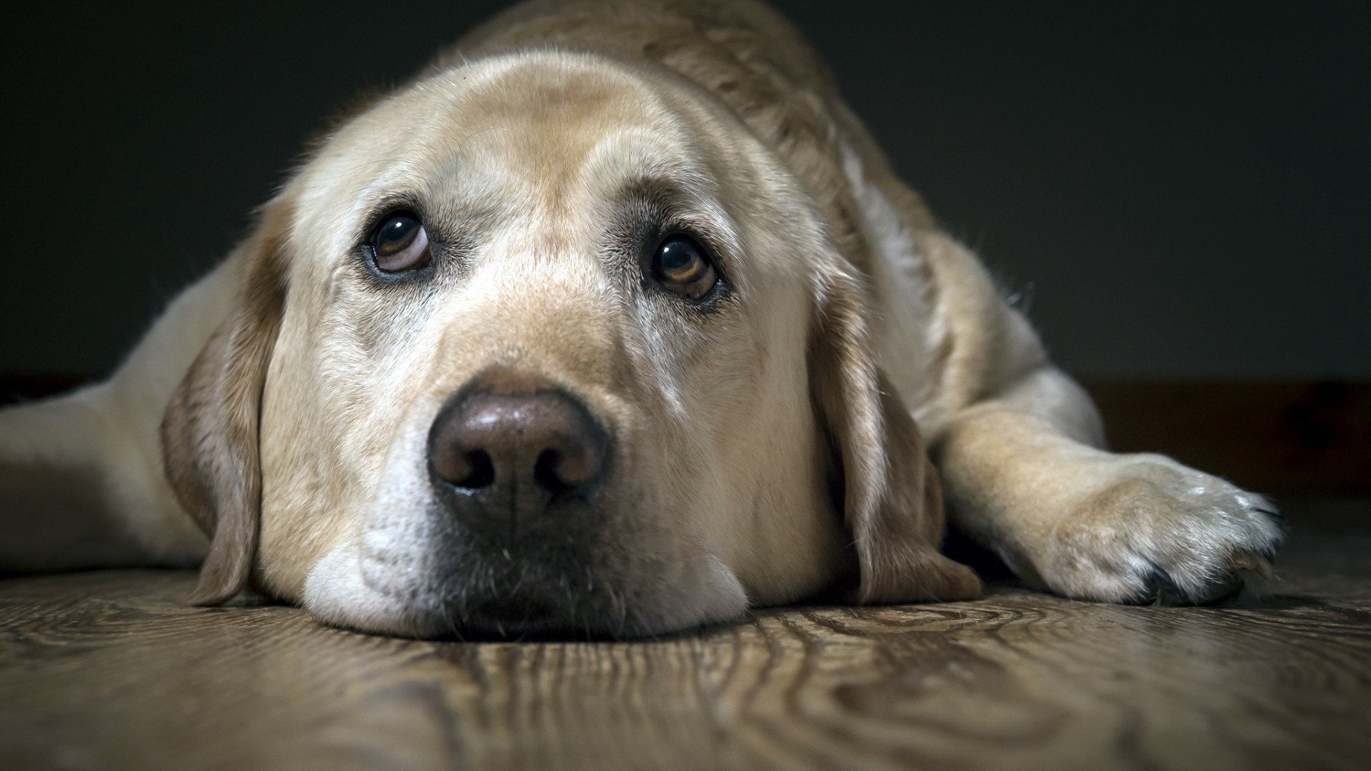 Labrador Wallpapers