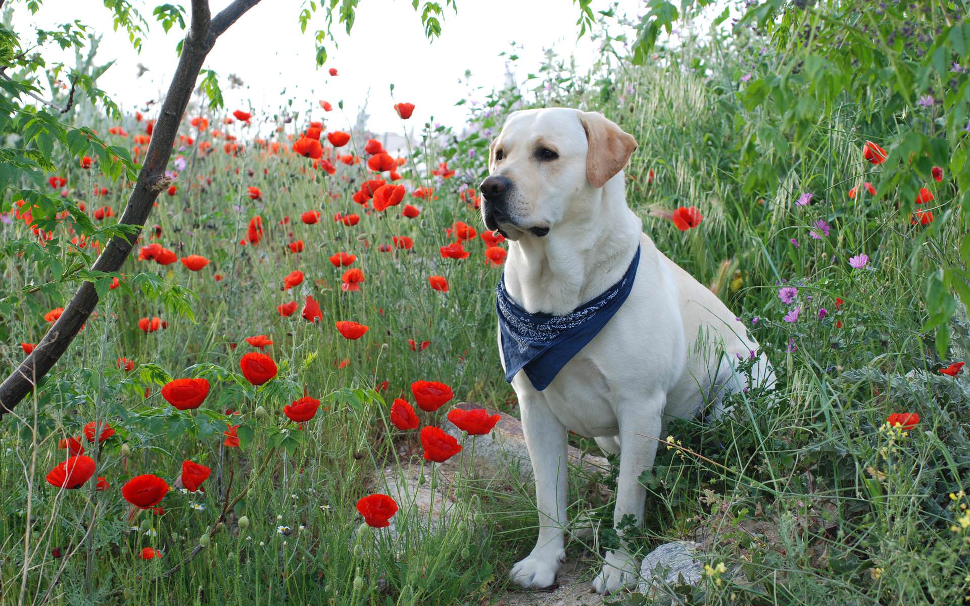 Labrador Wallpapers