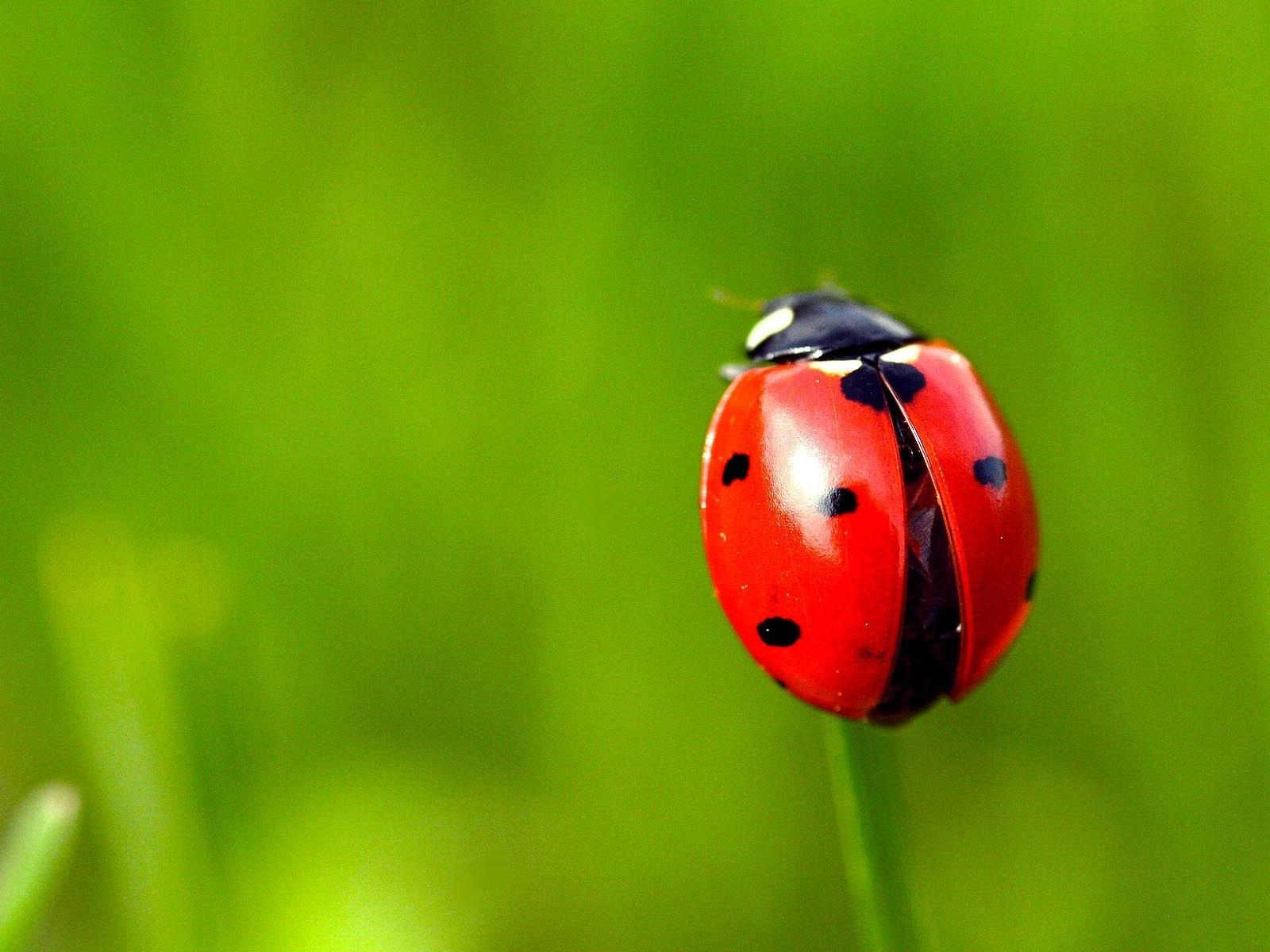 Ladybird Beetle Wallpapers