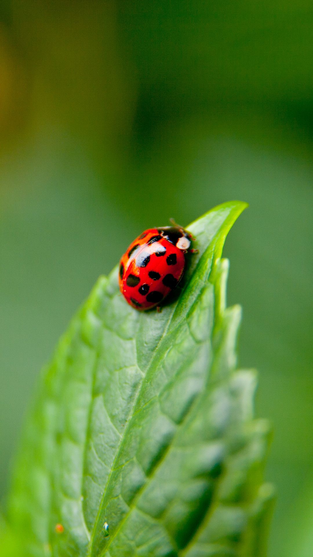 Ladybird Beetle Wallpapers