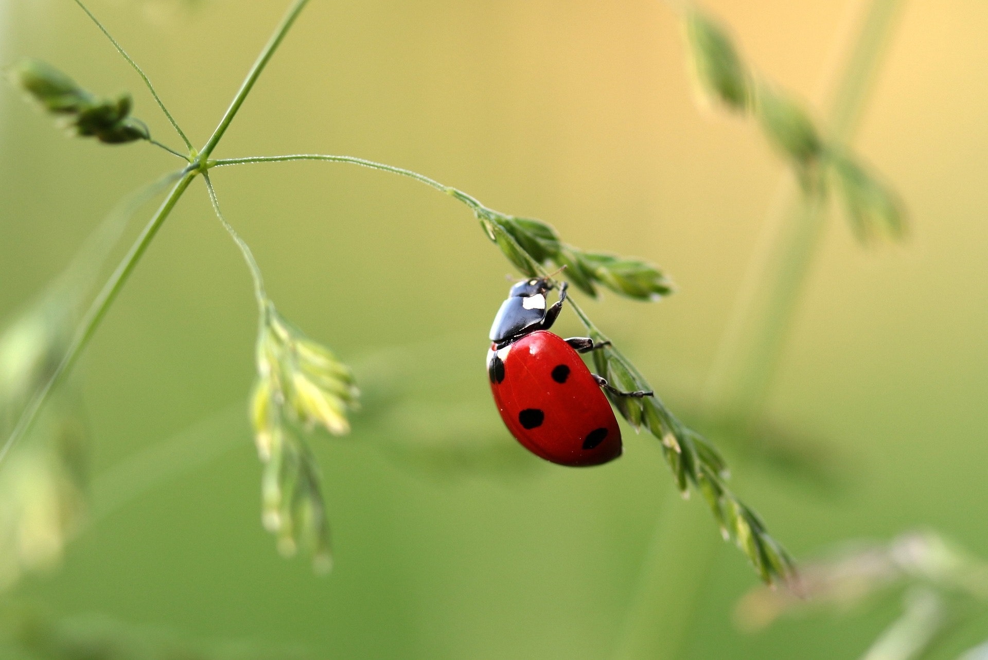 Ladybird Beetle Wallpapers