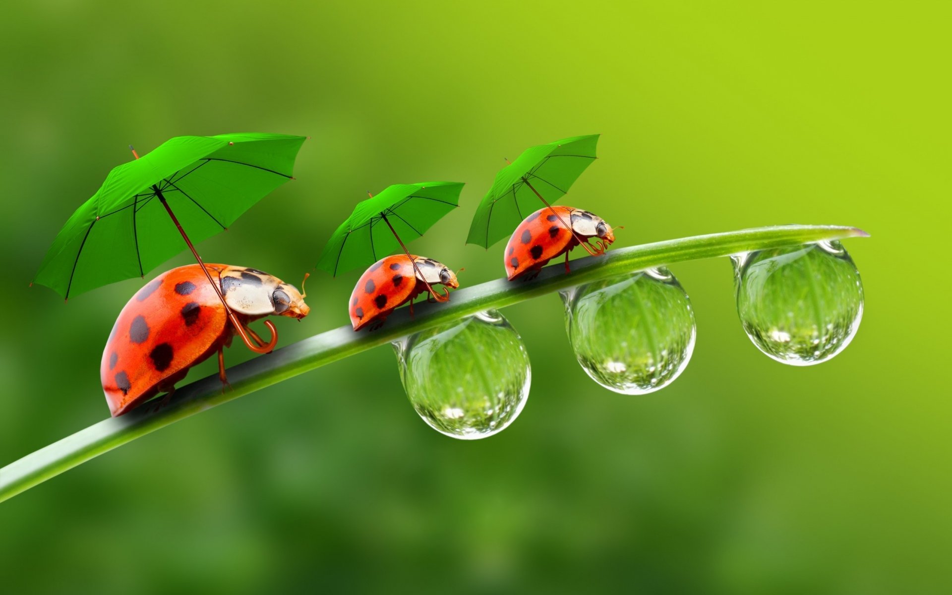 Ladybird Beetle Wallpapers