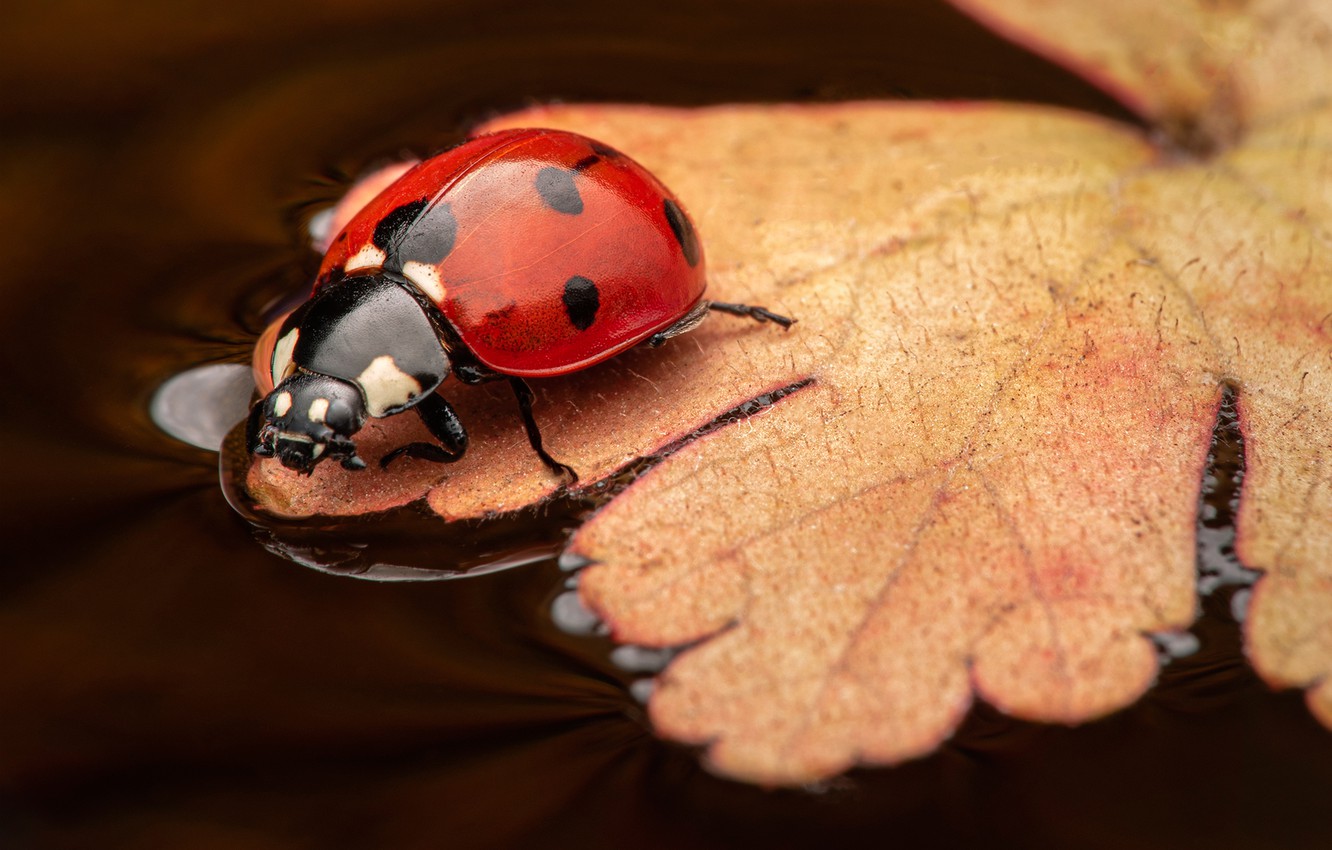 Ladybird Beetle Wallpapers