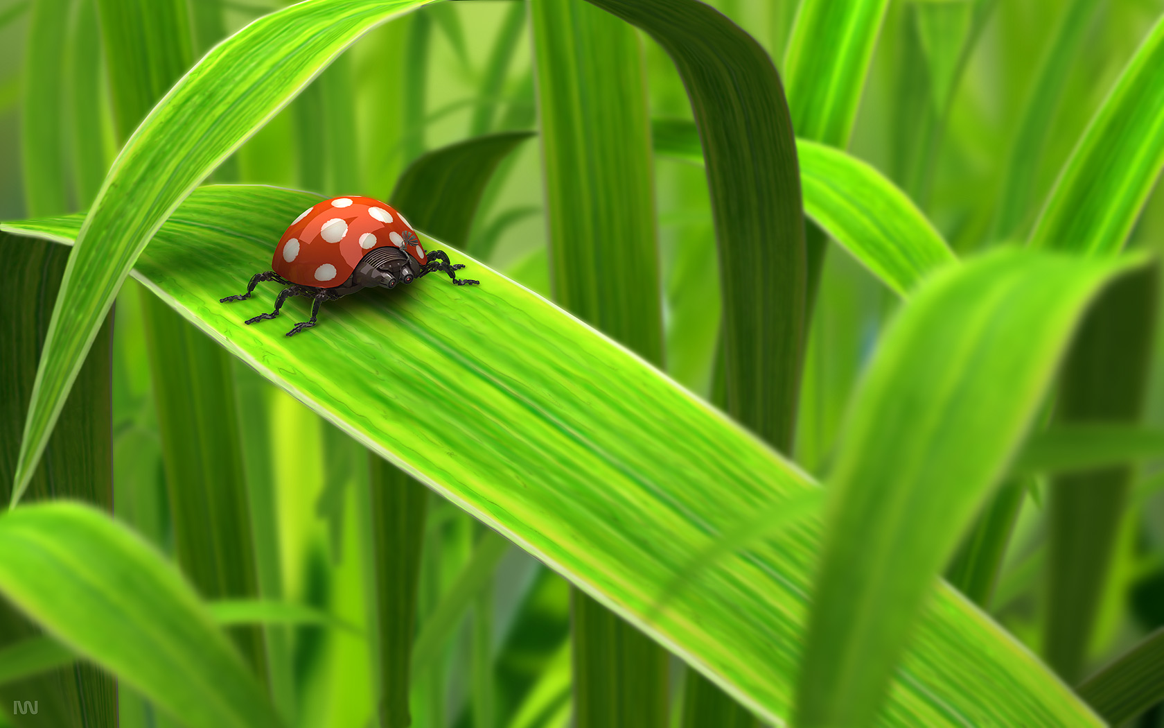 Ladybird Beetle Wallpapers