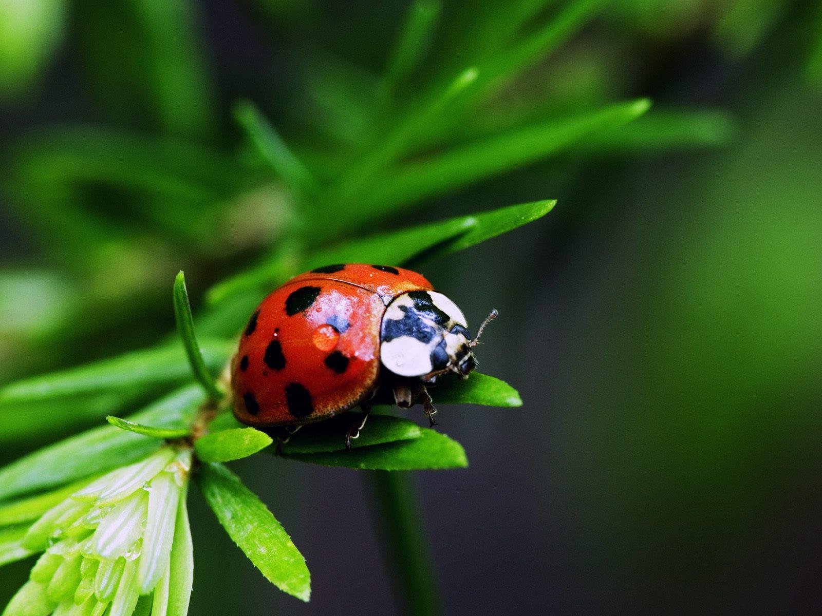 Ladybird Beetle Wallpapers