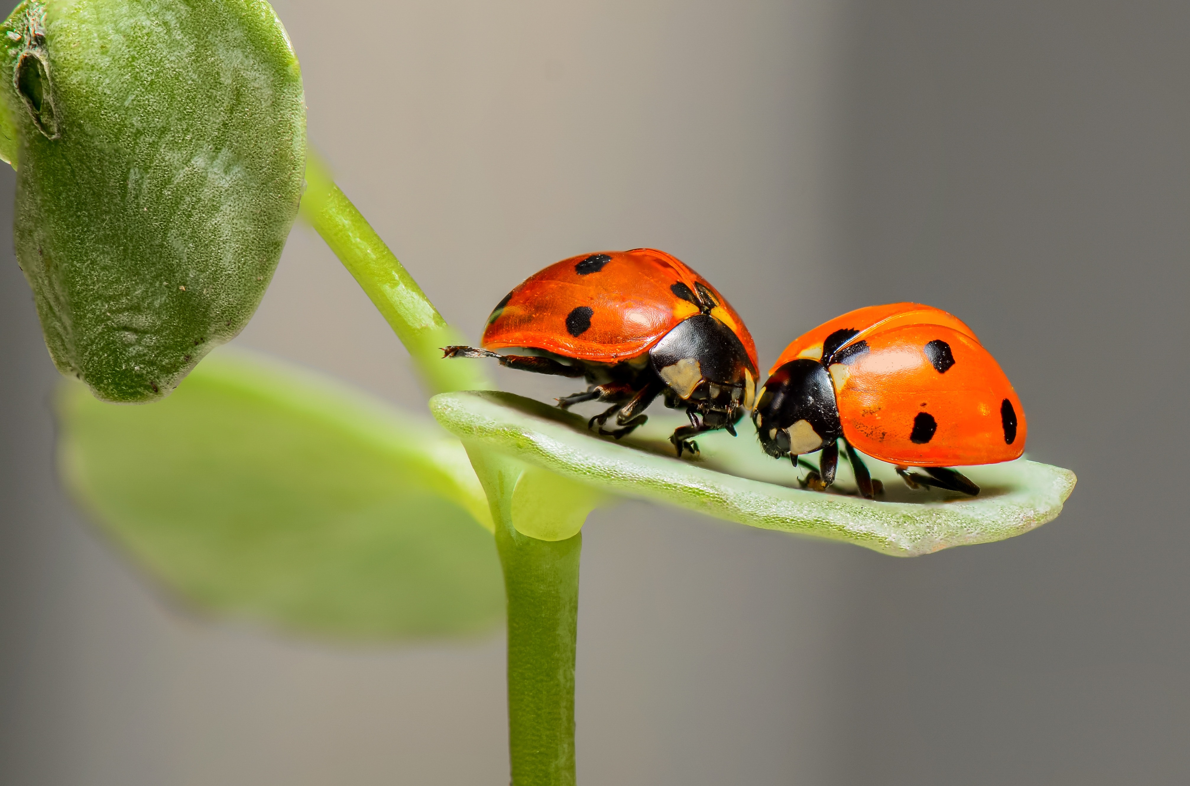 Ladybird Beetle Wallpapers