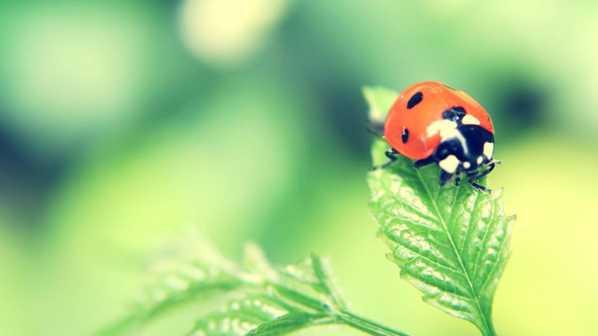 Ladybird Beetle Wallpapers