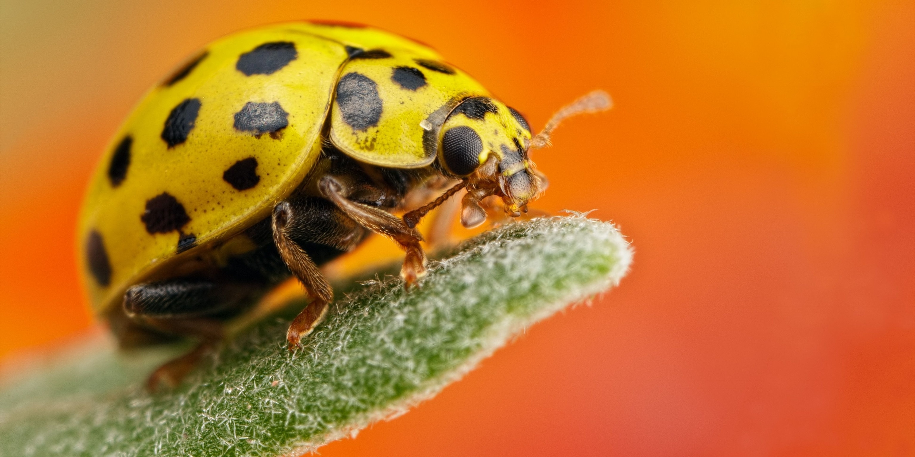 Ladybird Beetle Wallpapers