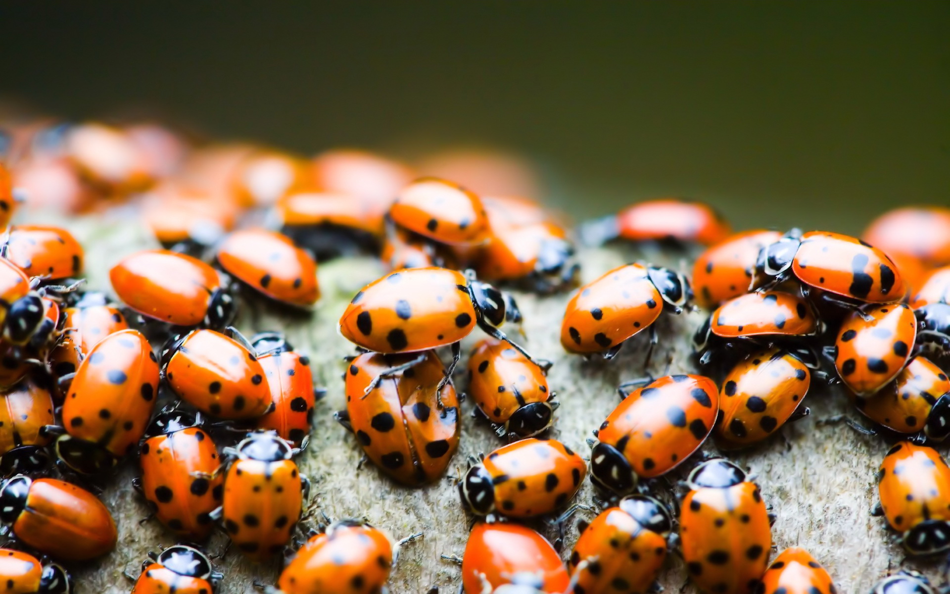Ladybird Beetle Wallpapers