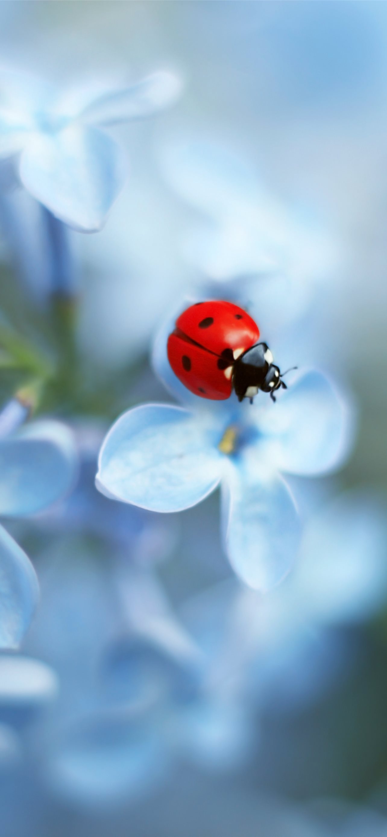 Ladybird Beetle Wallpapers