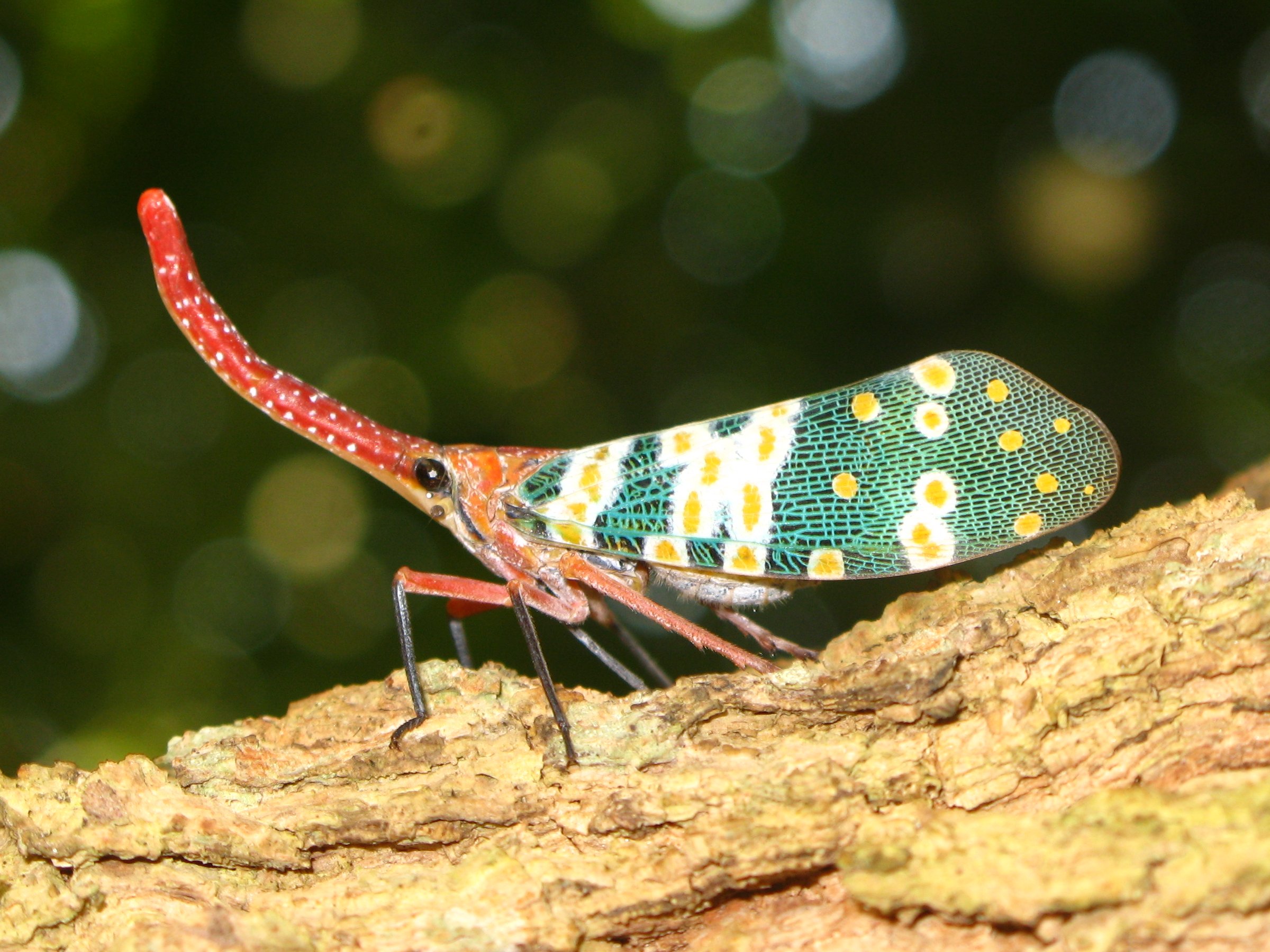 Lantern Fly Wallpapers