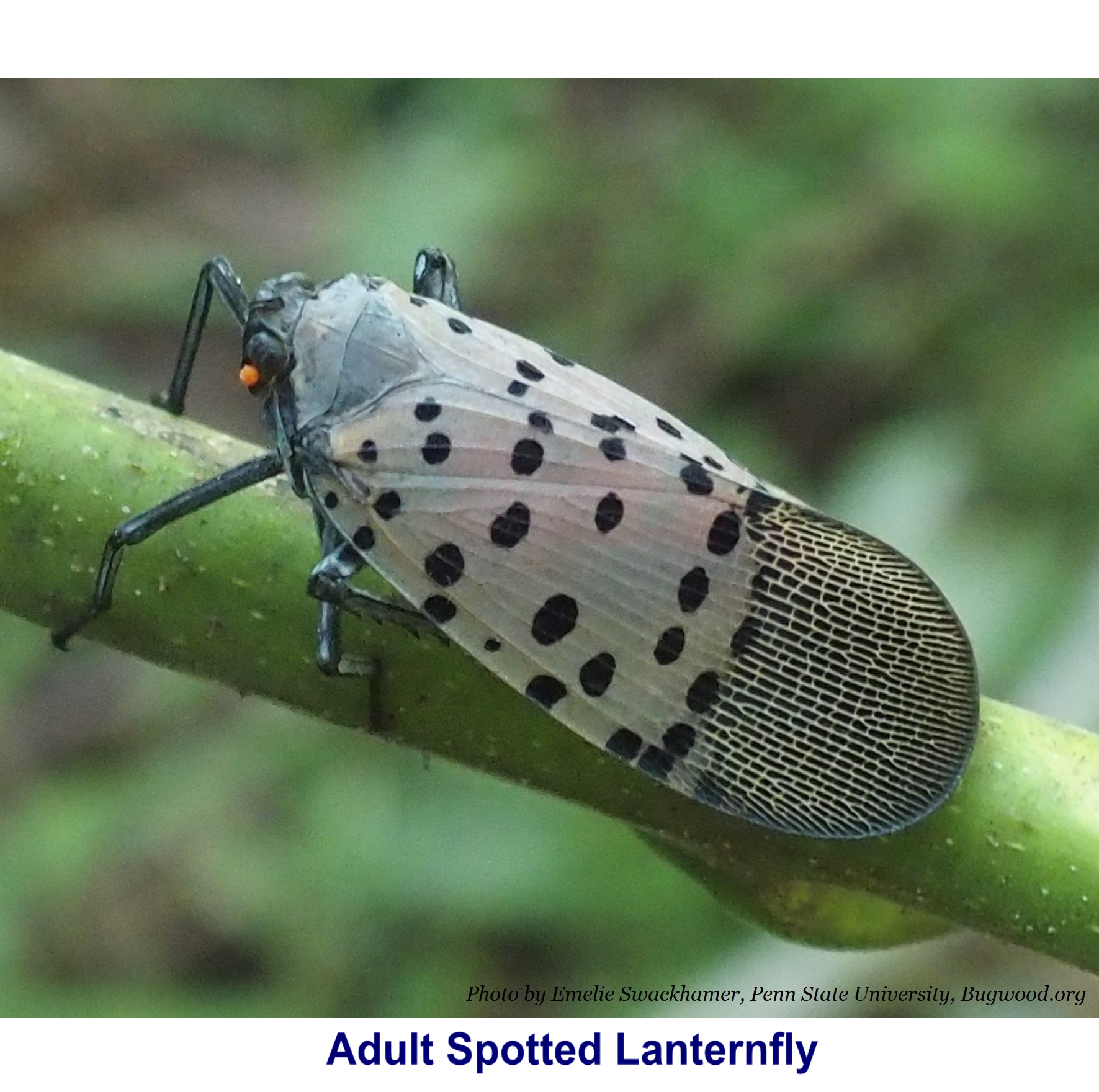 Lantern Fly Wallpapers