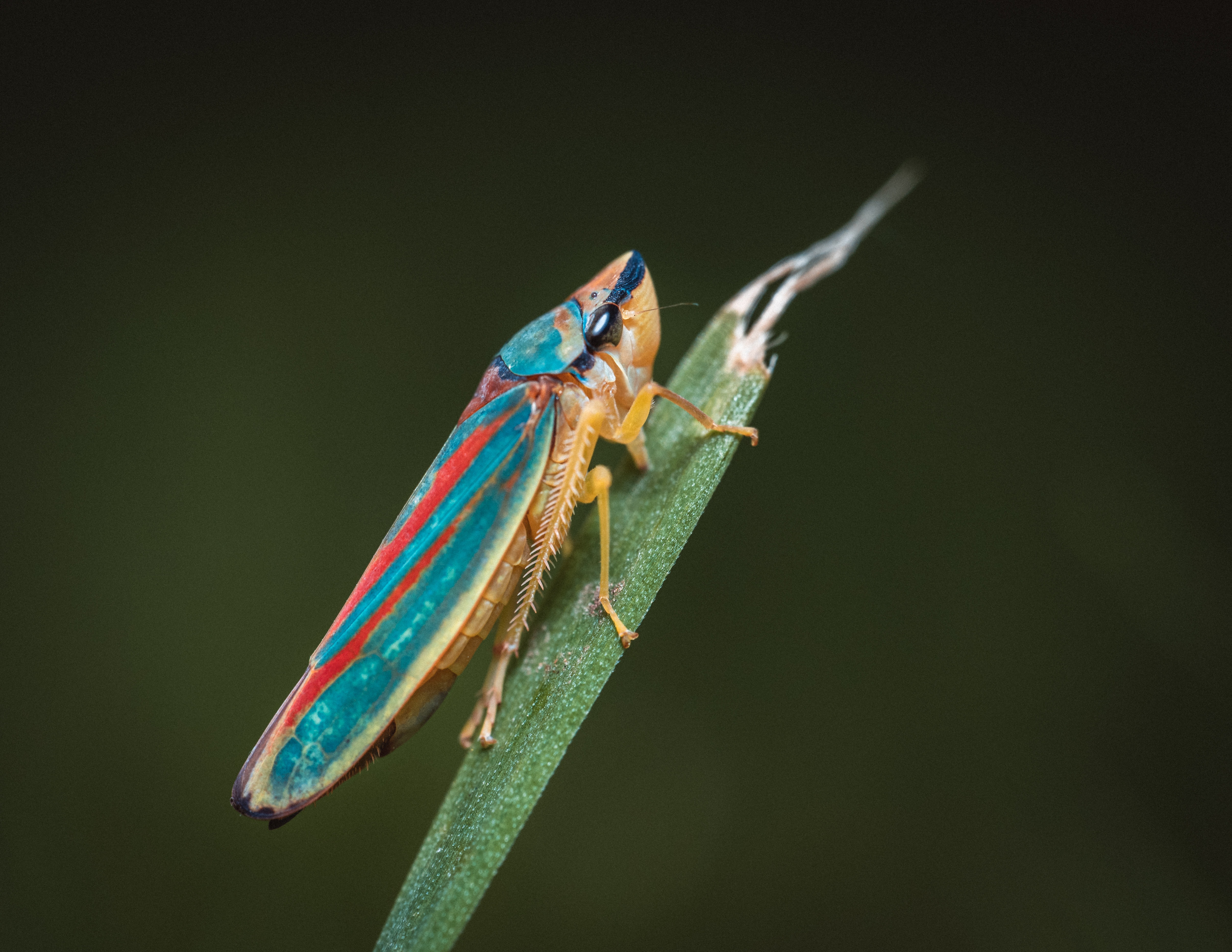 Leafhoppers Wallpapers