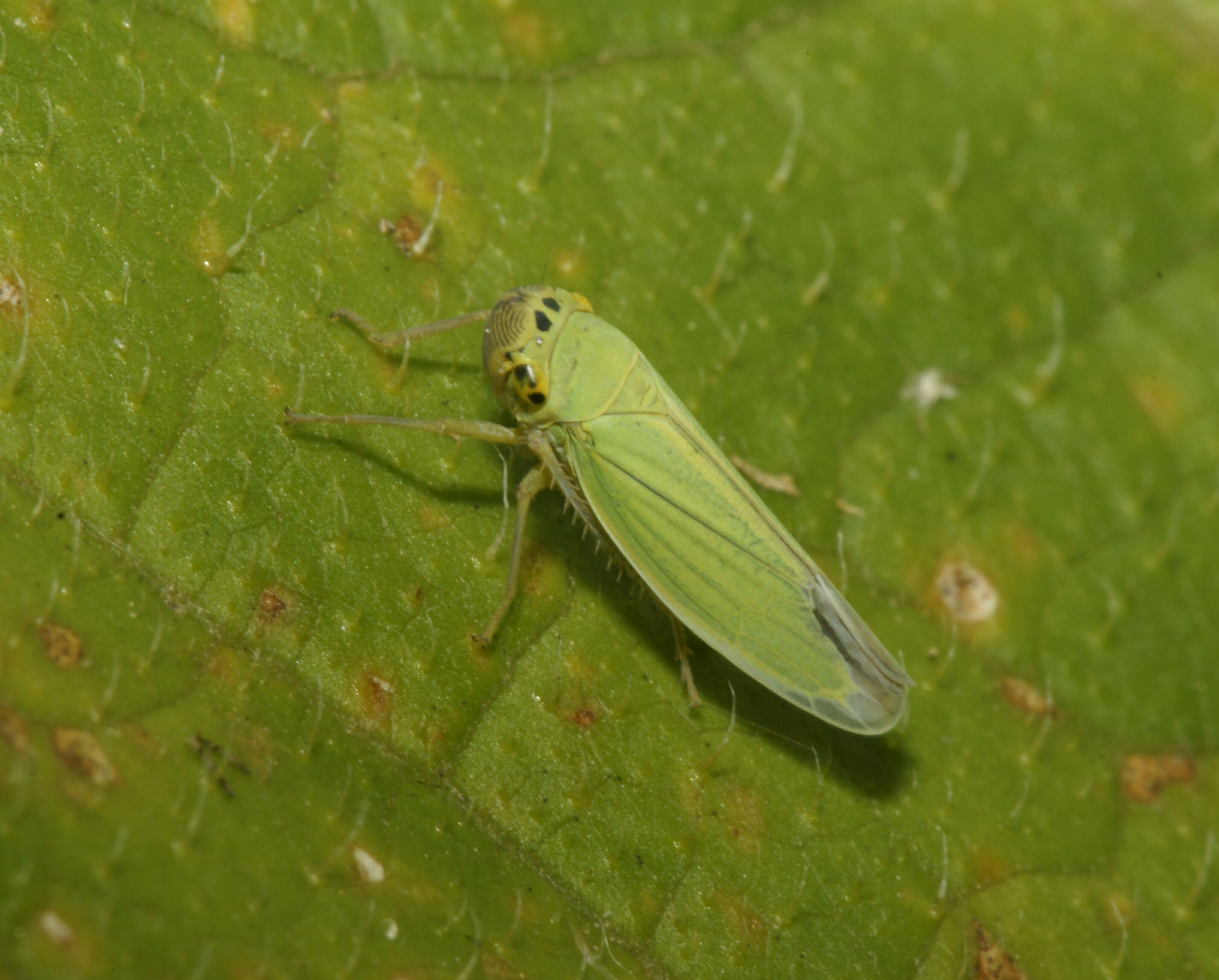 Leafhoppers Wallpapers