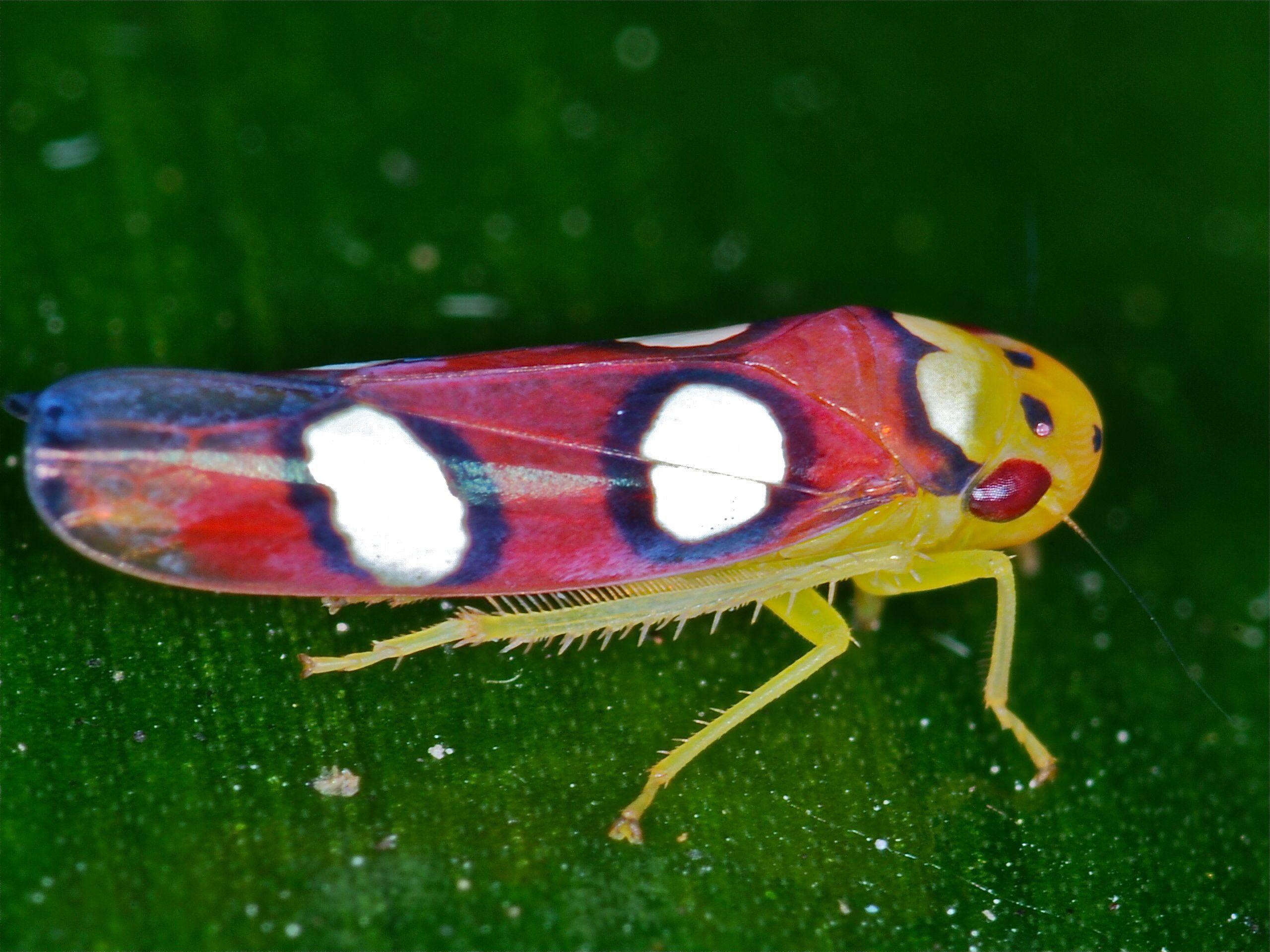 Leafhoppers Wallpapers