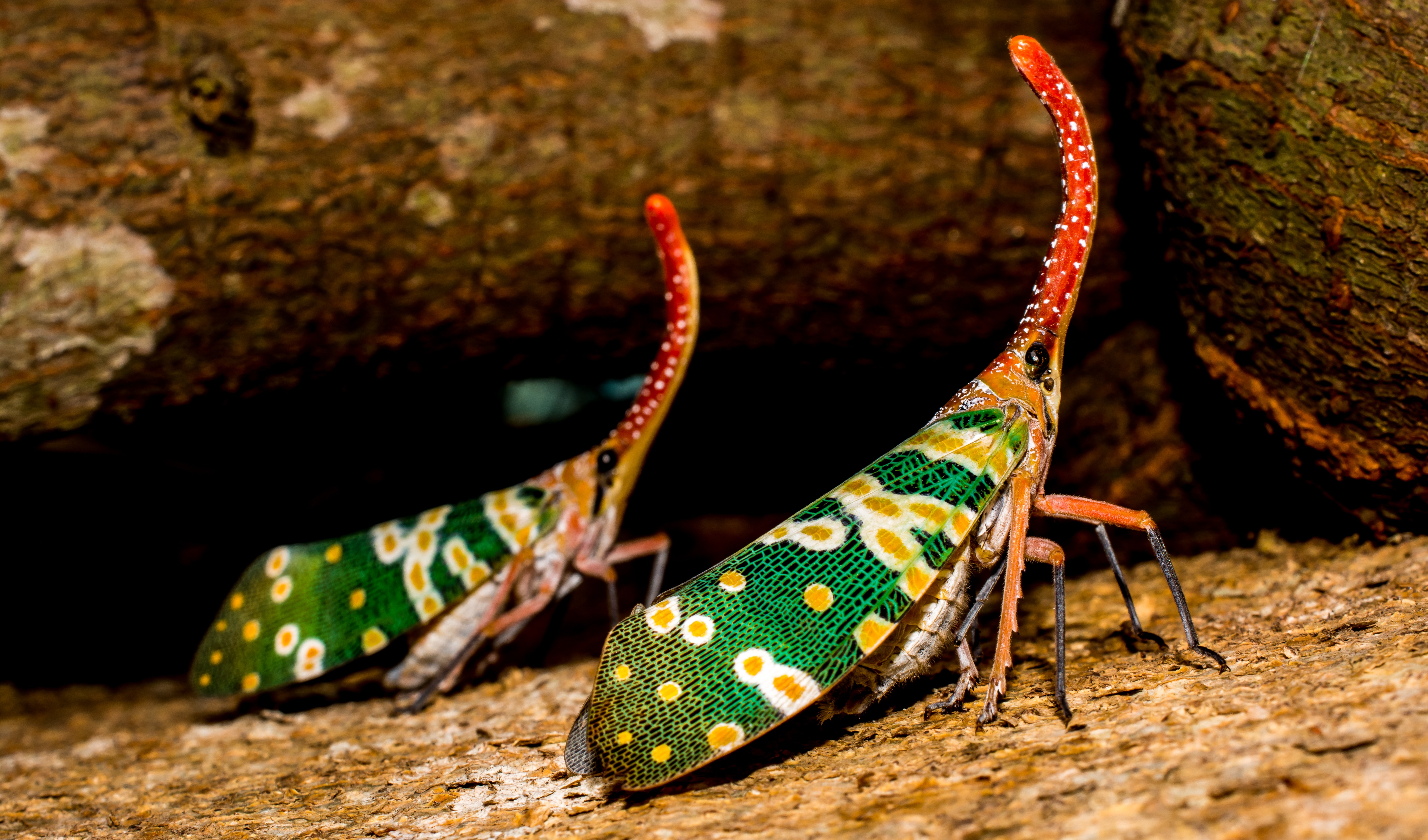 Leafhoppers Wallpapers