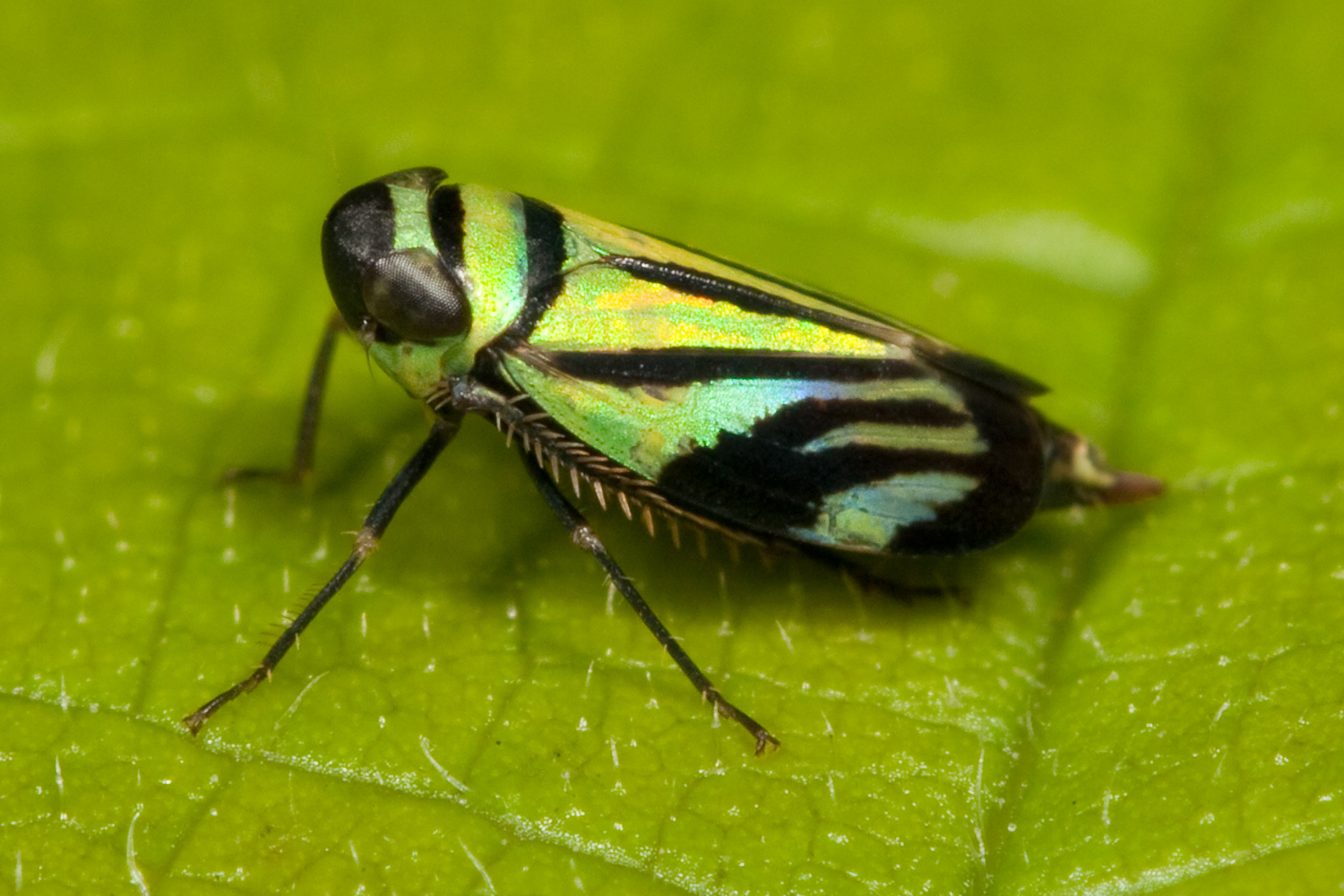 Leafhoppers Wallpapers