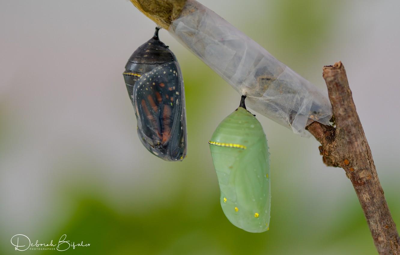 Leafhoppers Wallpapers