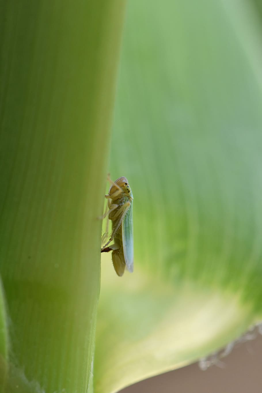 Leafhoppers Wallpapers
