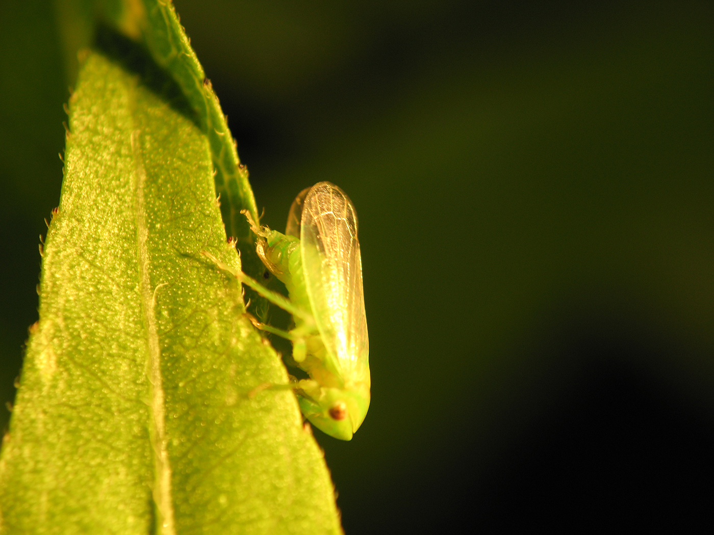 Leafhoppers Wallpapers