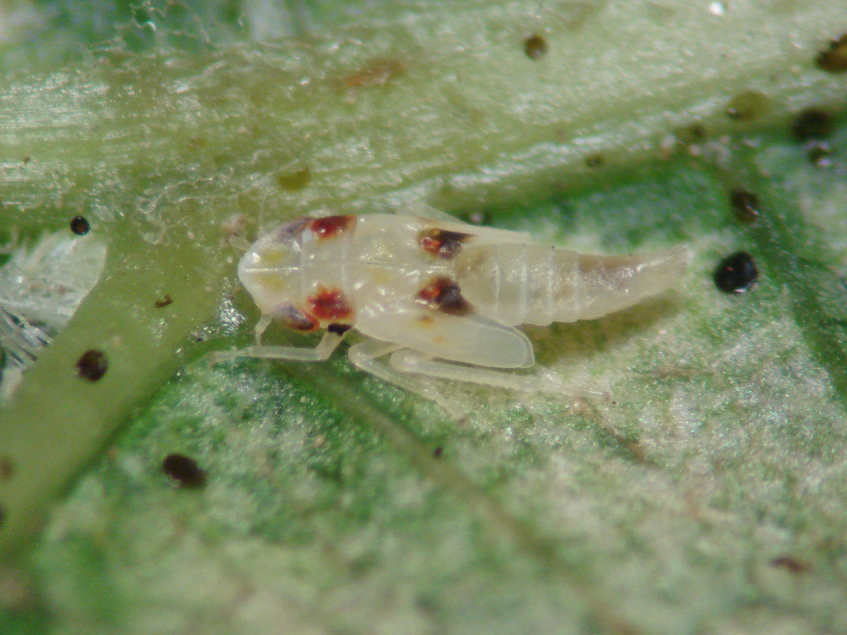 Leafhoppers Wallpapers