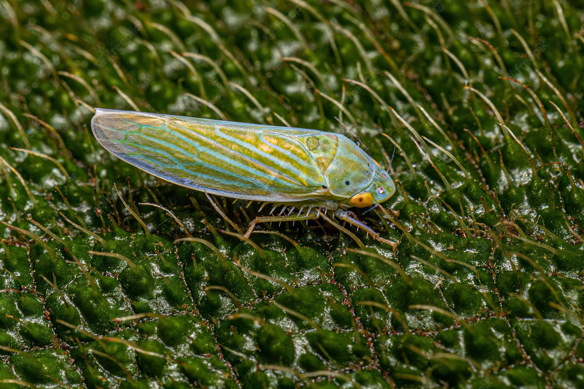 Leafhoppers Wallpapers